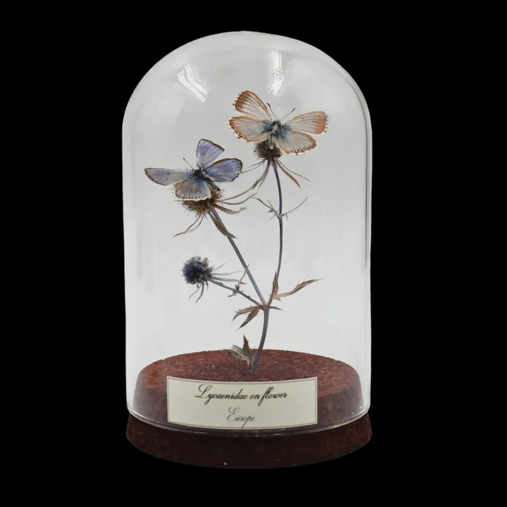 Lycaenidae Butterfly on Flower – Delicate European Masterpiece in Glass Cloche