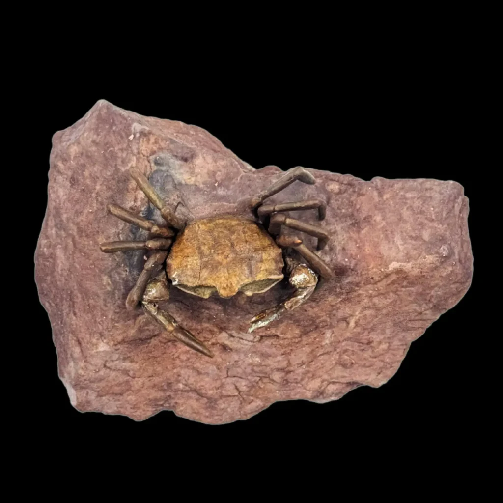 Fossilized Crab from the Oligocene Epoch (23–33 Million Years Ago)
