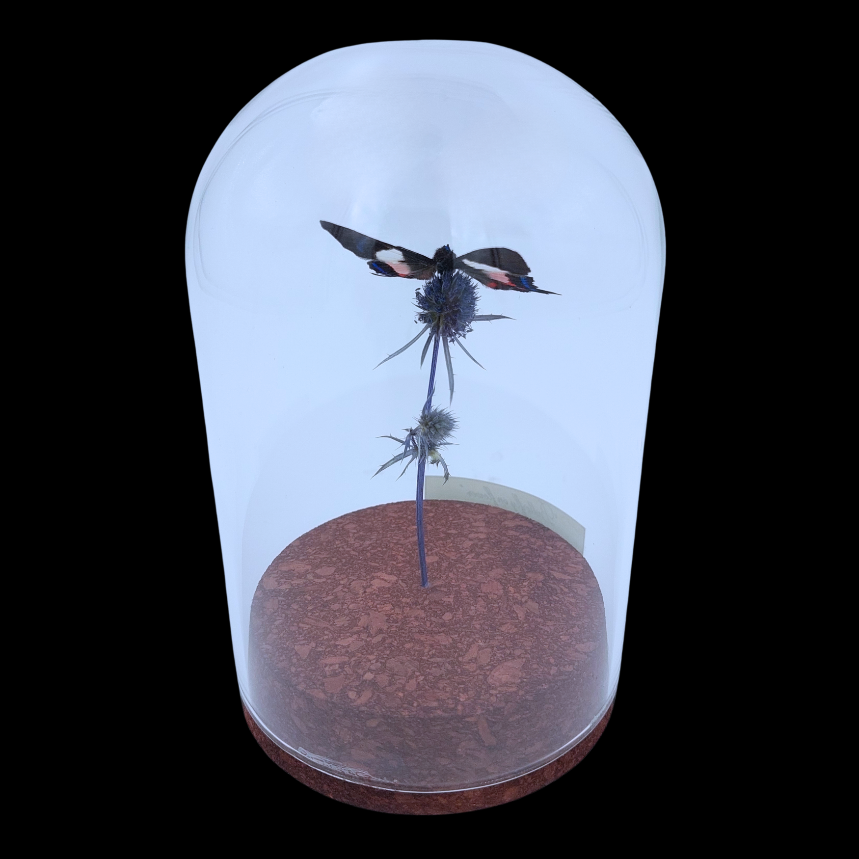Ancyluris formosissima on Dried Bloom in Glass Cloche - preview photo 2123
