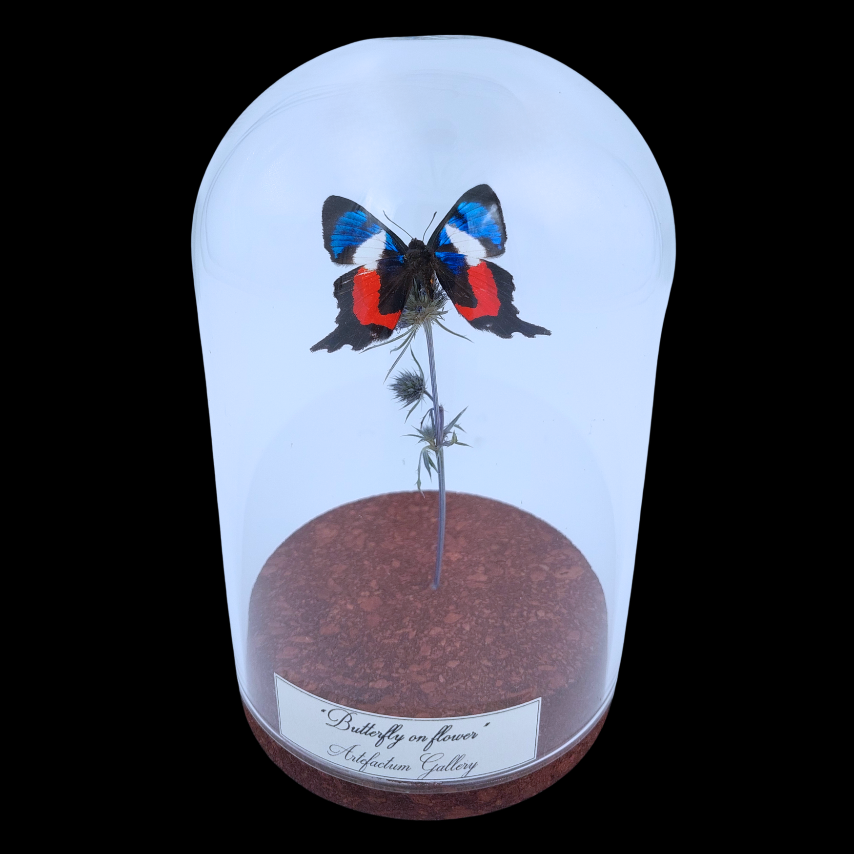 Ancyluris formosissima on Dried Bloom in Glass Cloche - preview photo 1123