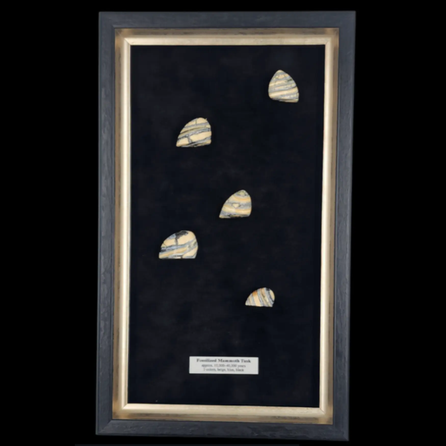 Fossilised Mammoth Tusk