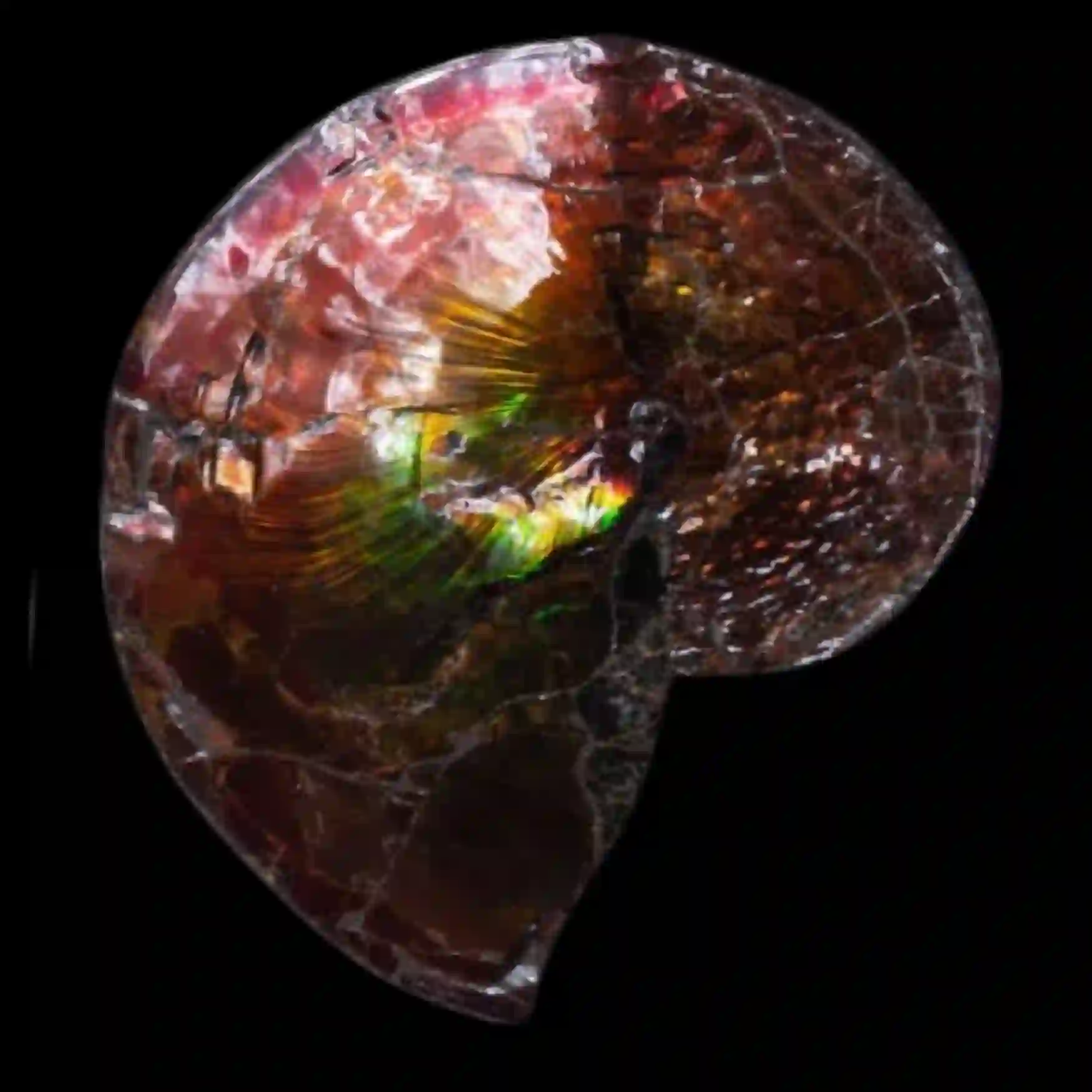 Ammonite with Ammolite Layer – Radiant Relic from the Triassic Seas (16 cm)