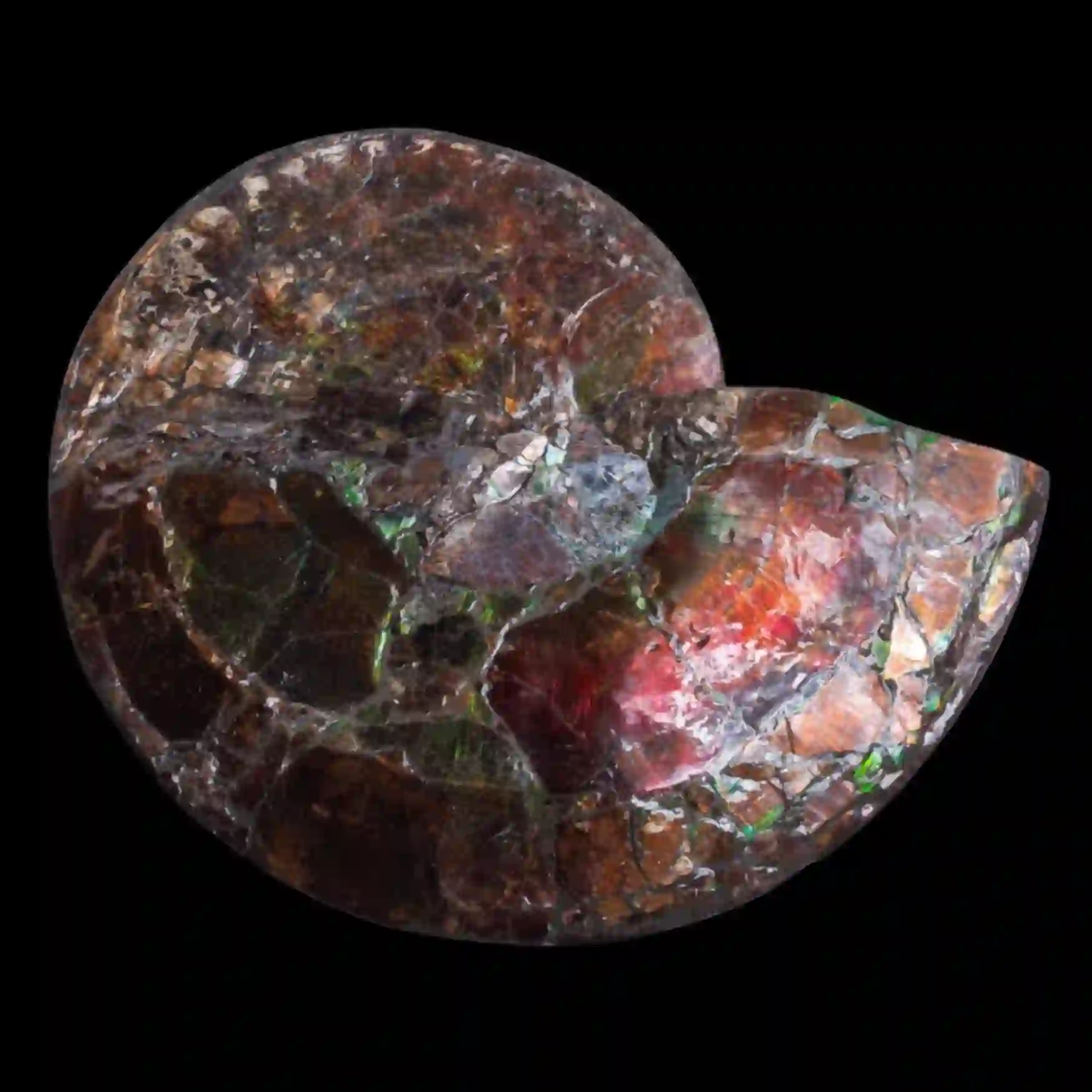 Ammonite-25-3 Ammonite with Ammolite Layer – Monument from the Dawn of the Mesozoic 25 cm, Double-Sided - preview photo 2