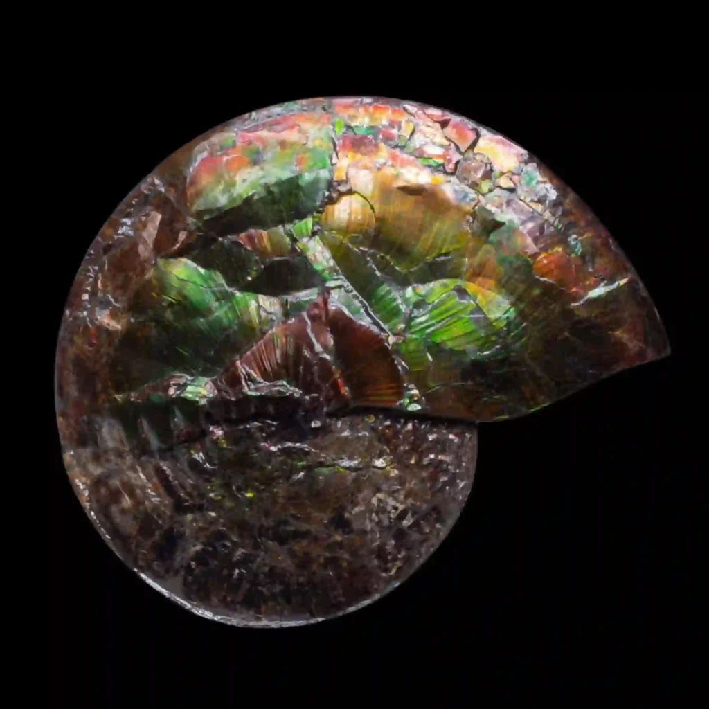 Ammonite with Ammolite Layer – Monument from the Dawn of the Mesozoic 25 cm, Double-Sided