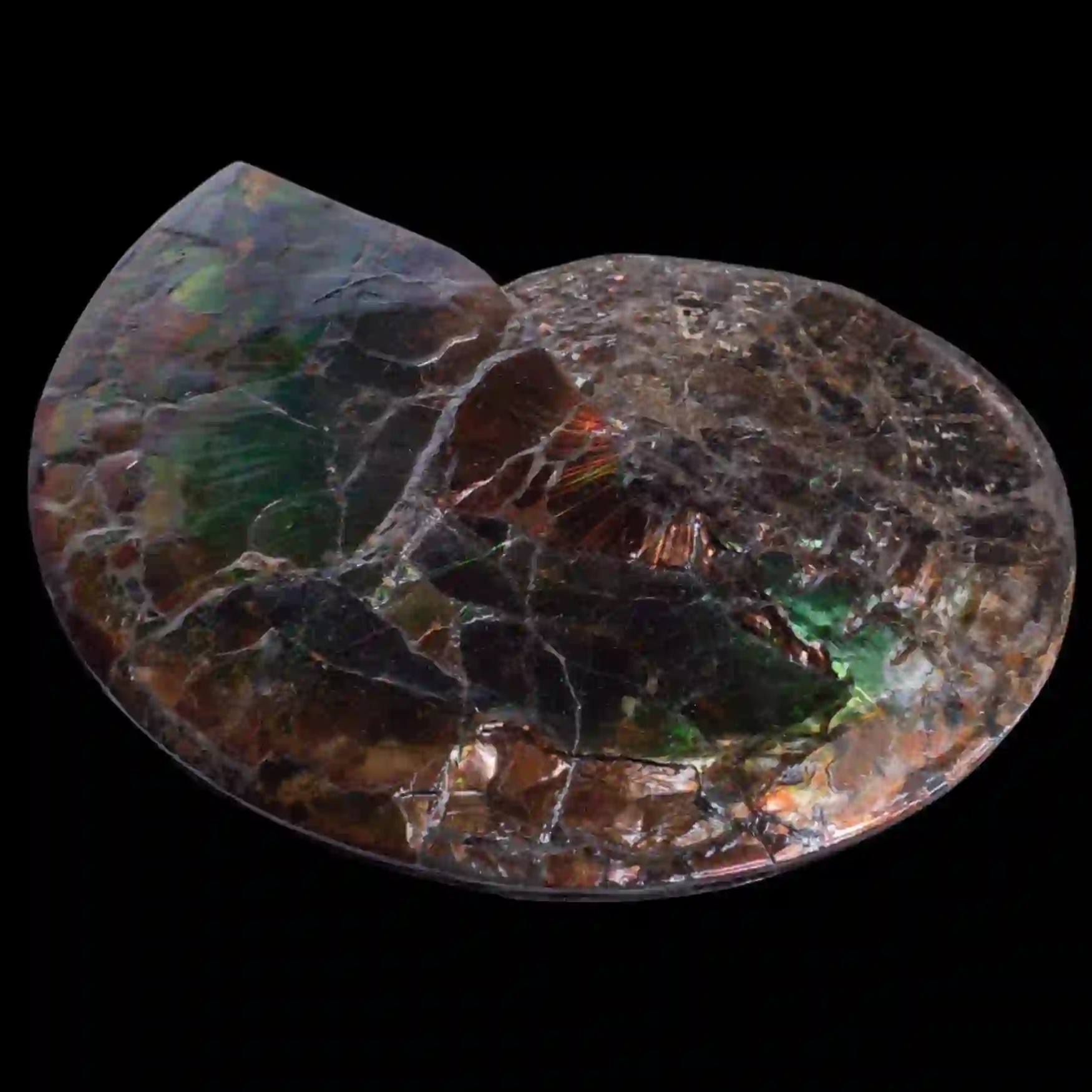 Ammonite-25-cr Ammonite with Ammolite Layer – Monument from the Dawn of the Mesozoic 25 cm, Double-Sided - preview photo 4