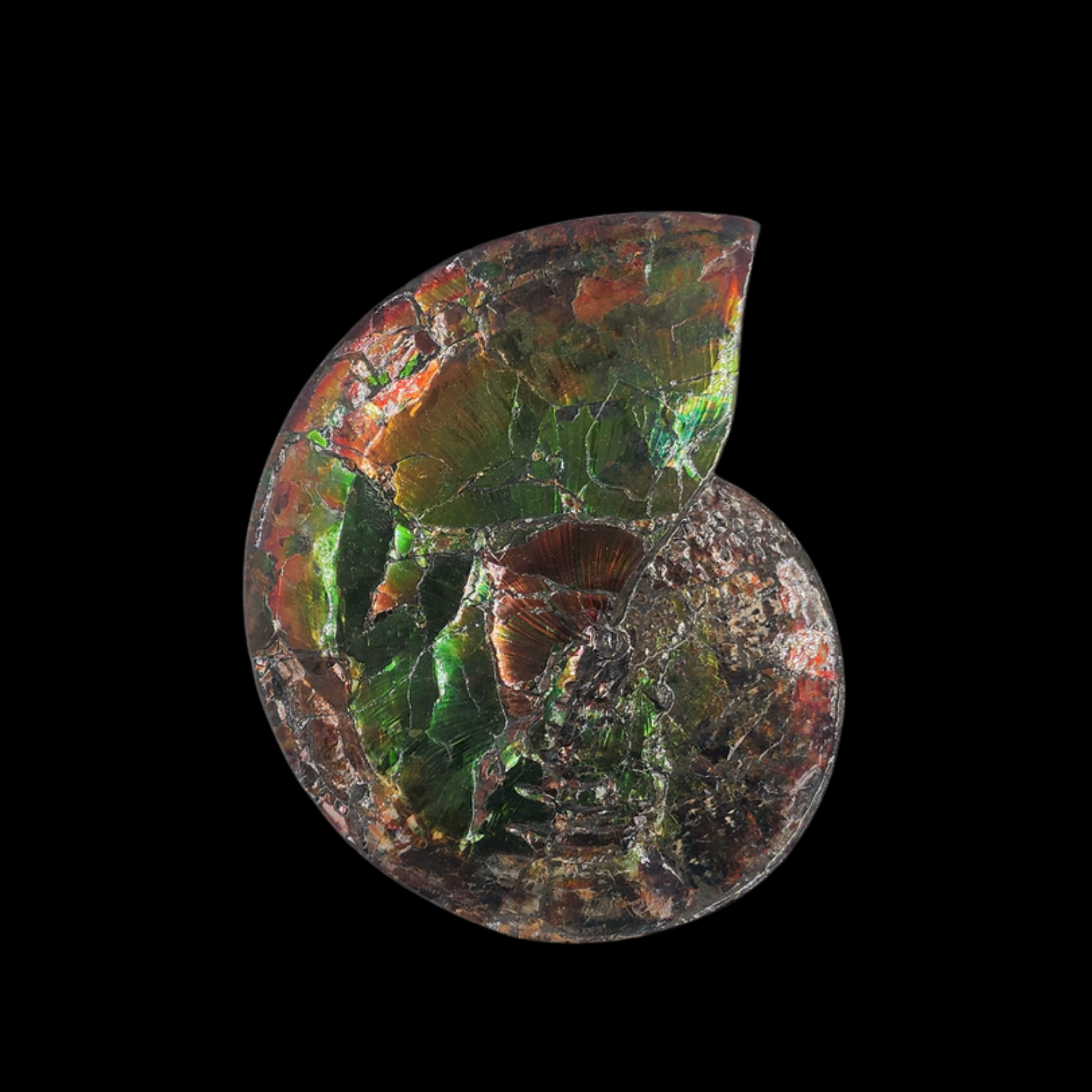 Ammonite with Ammolite Layer – Monument from the Dawn of the Mesozoic 25 cm, Double-Sided - preview photo 1123