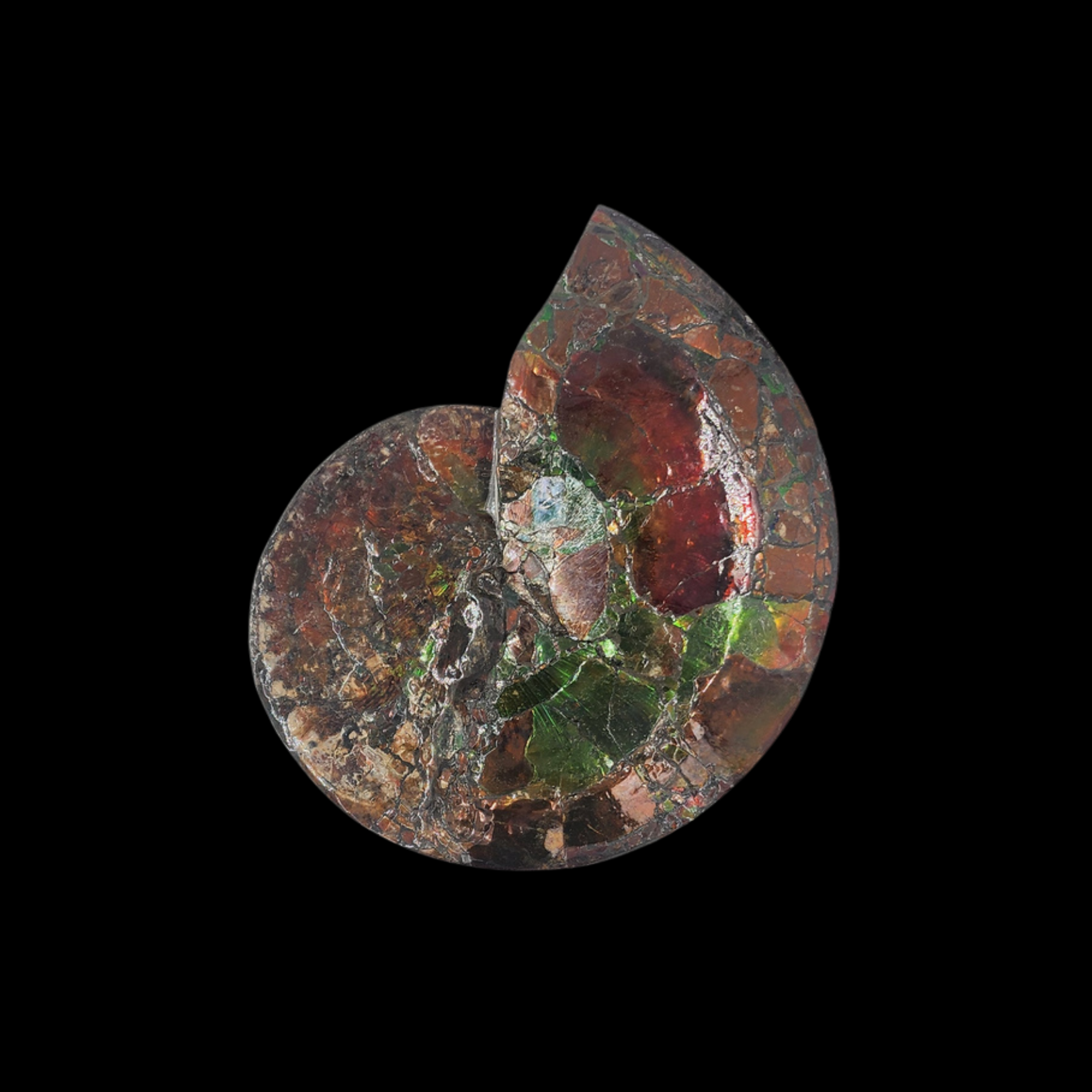 Ammonite with Ammolite Layer – Monument from the Dawn of the Mesozoic 25 cm, Double-Sided - preview photo 2123