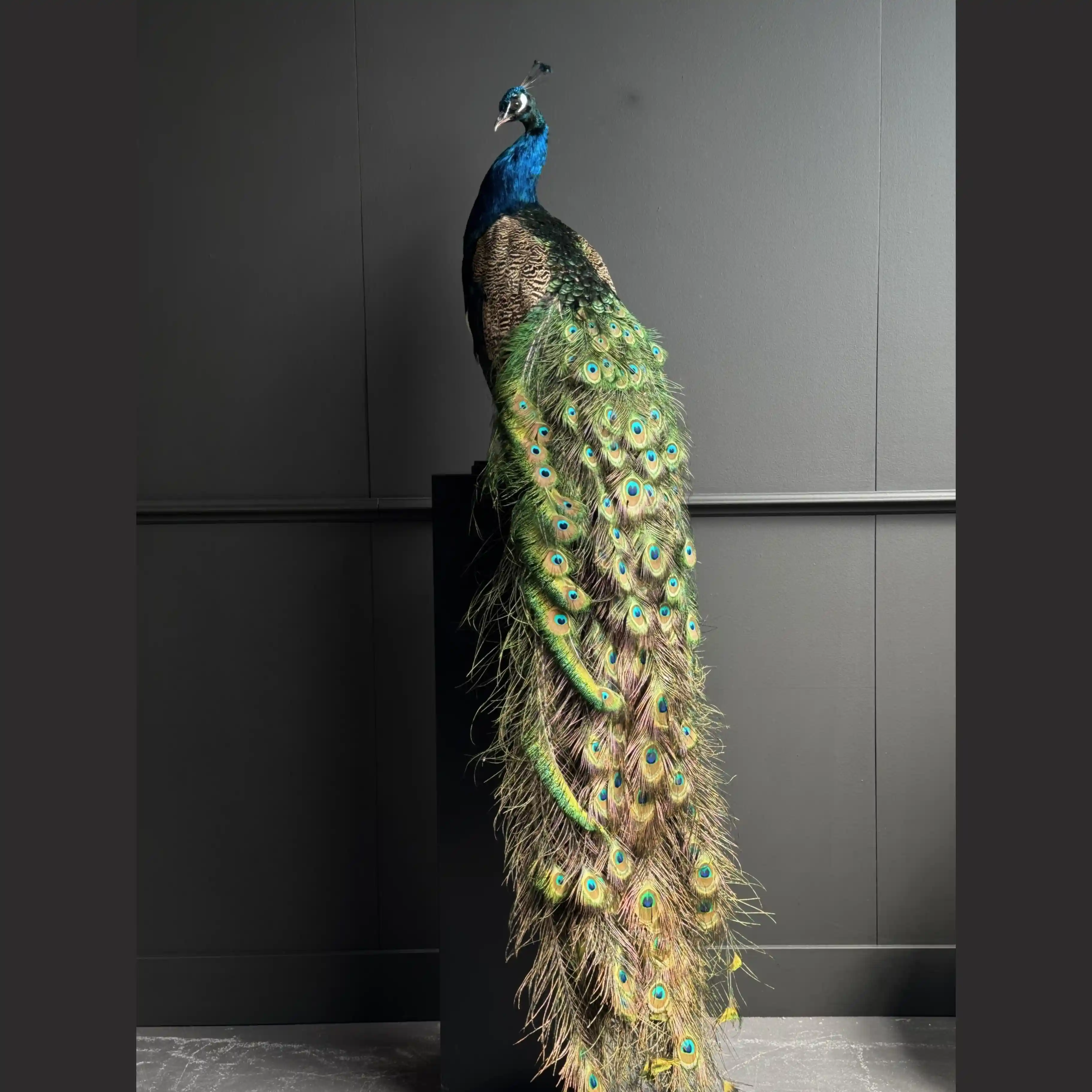 Full-Mount Indian Blue Peacock – A Celebration of Natural Majesty