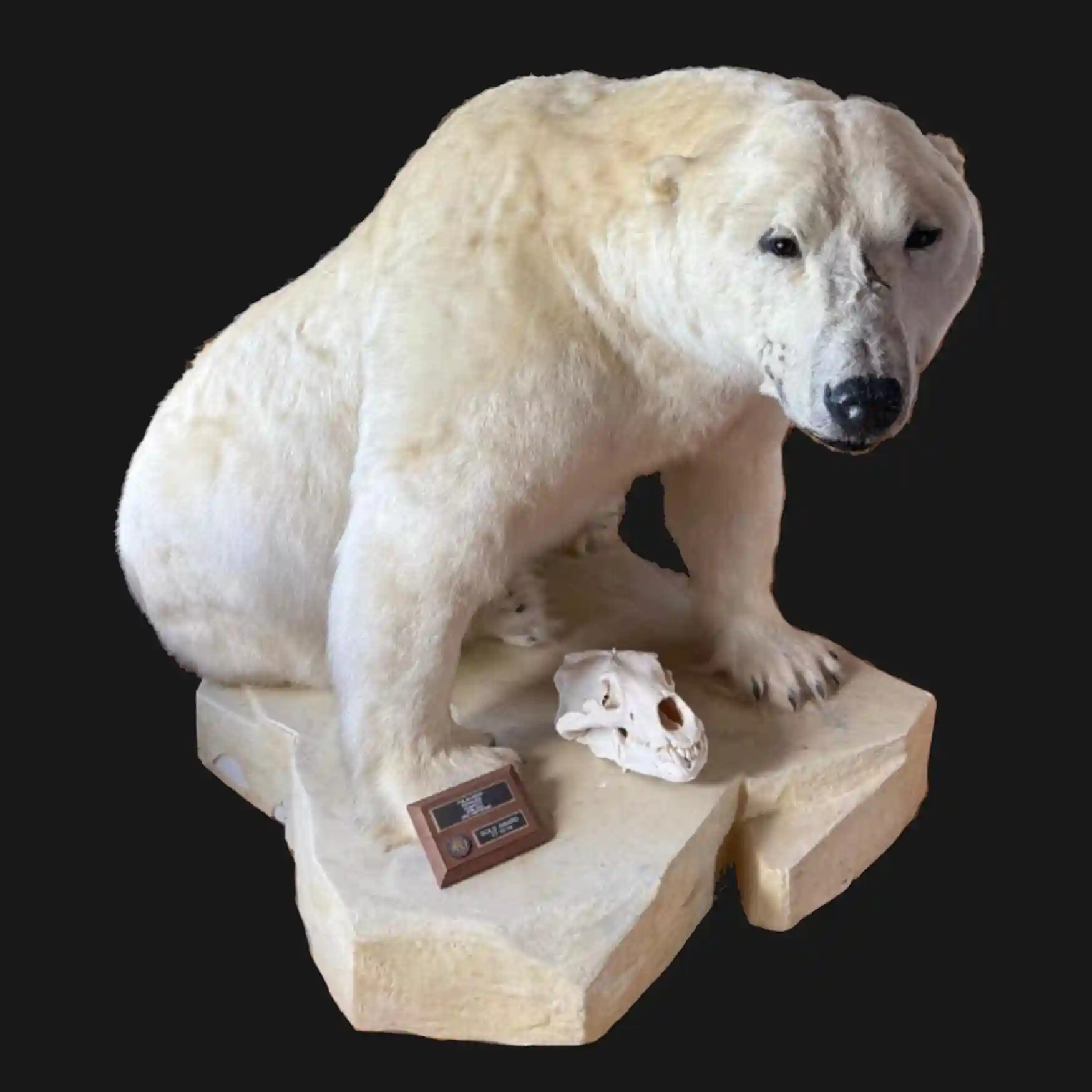 polar bear01L Polar Bear Trophy Mount – Arctic Majesty Preserved - preview photo 2