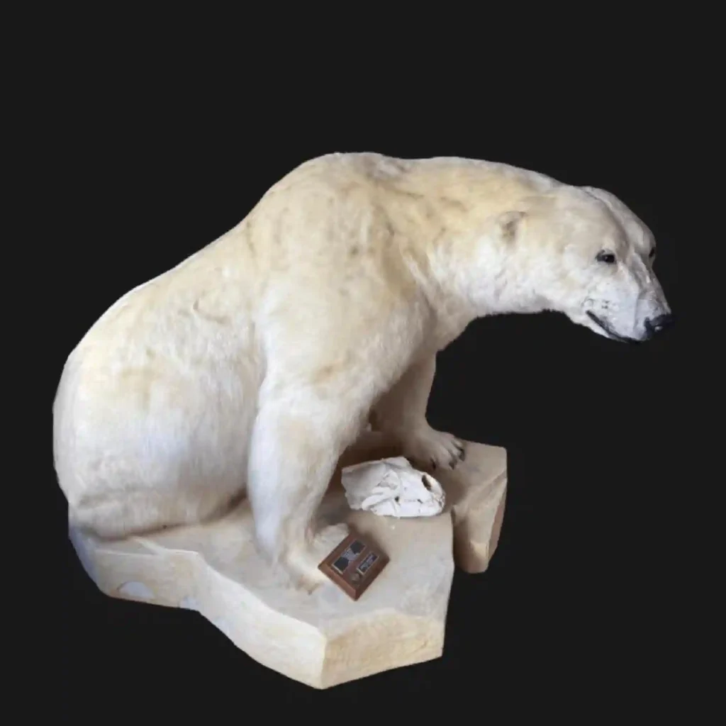 Polar Bear Trophy Mount – Arctic Majesty Preserved
