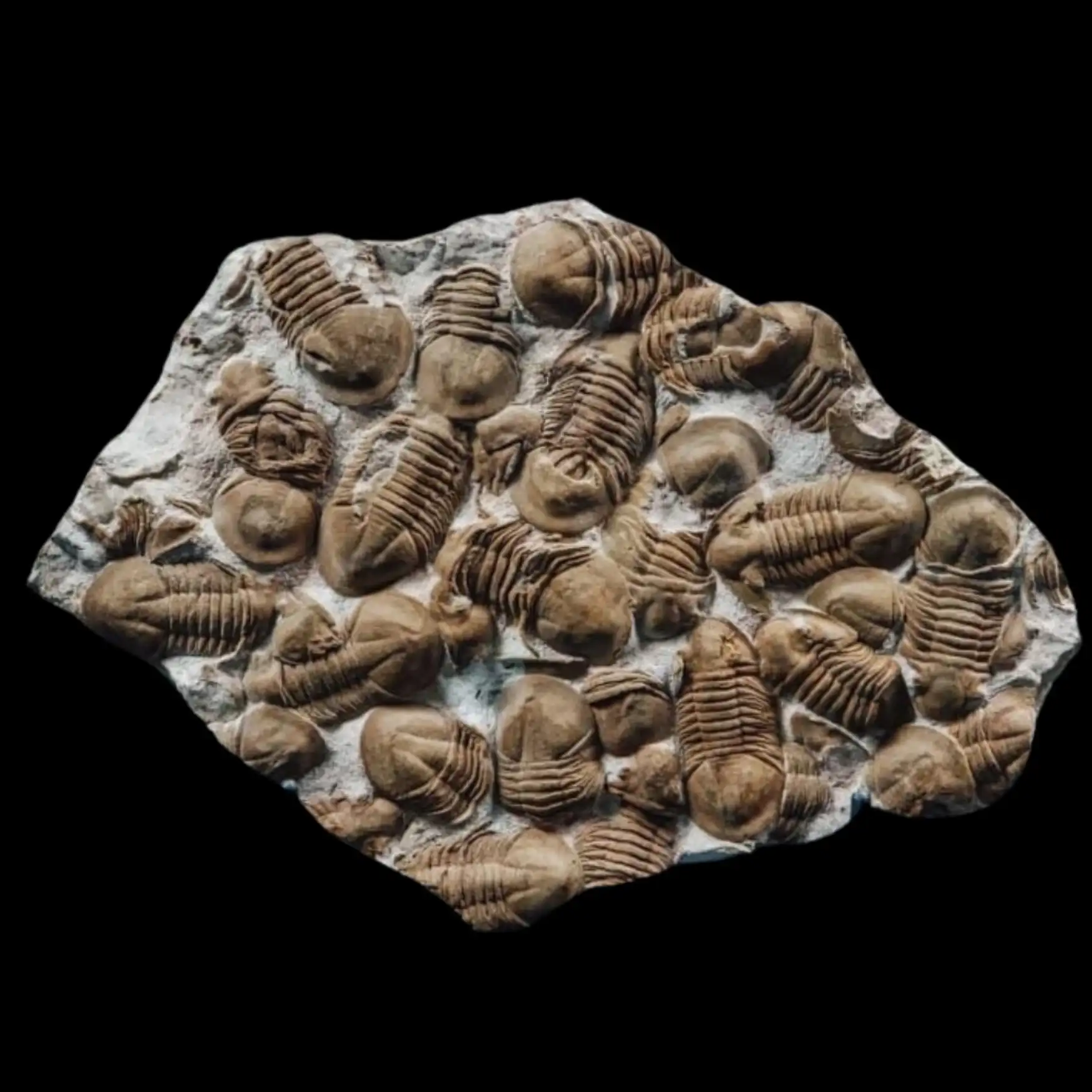 Fossilized Trilobites Plate