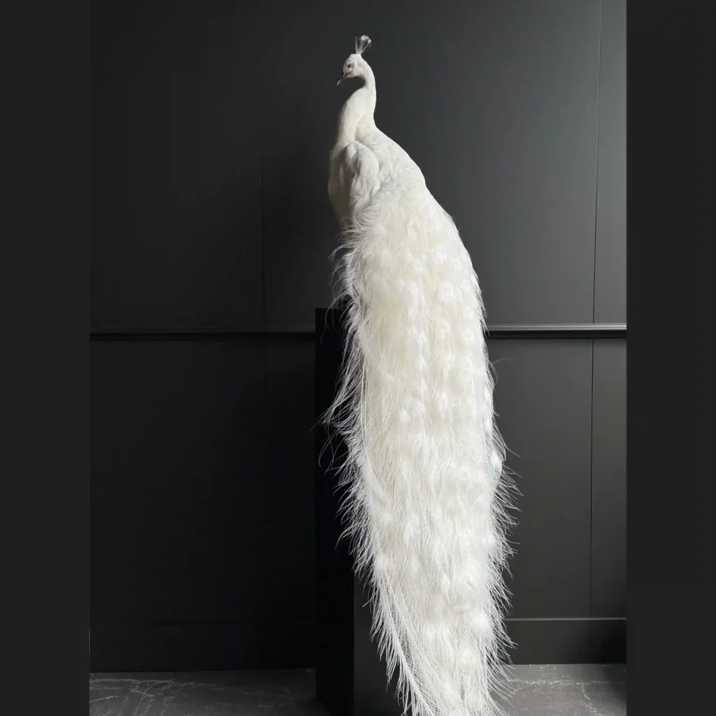 Full-Mount White Peacock (Albino)