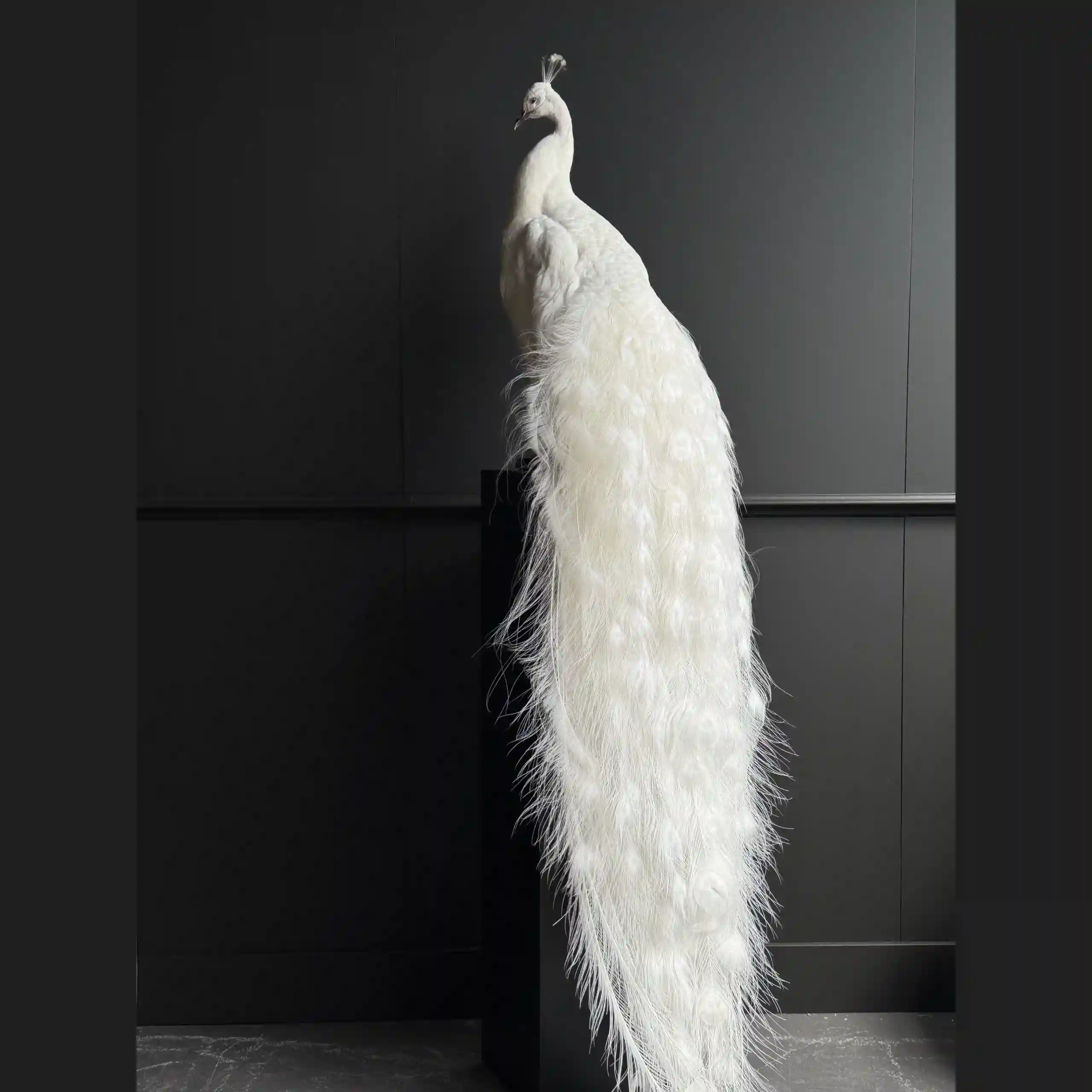 Full-Mount White Peacock (Albino)