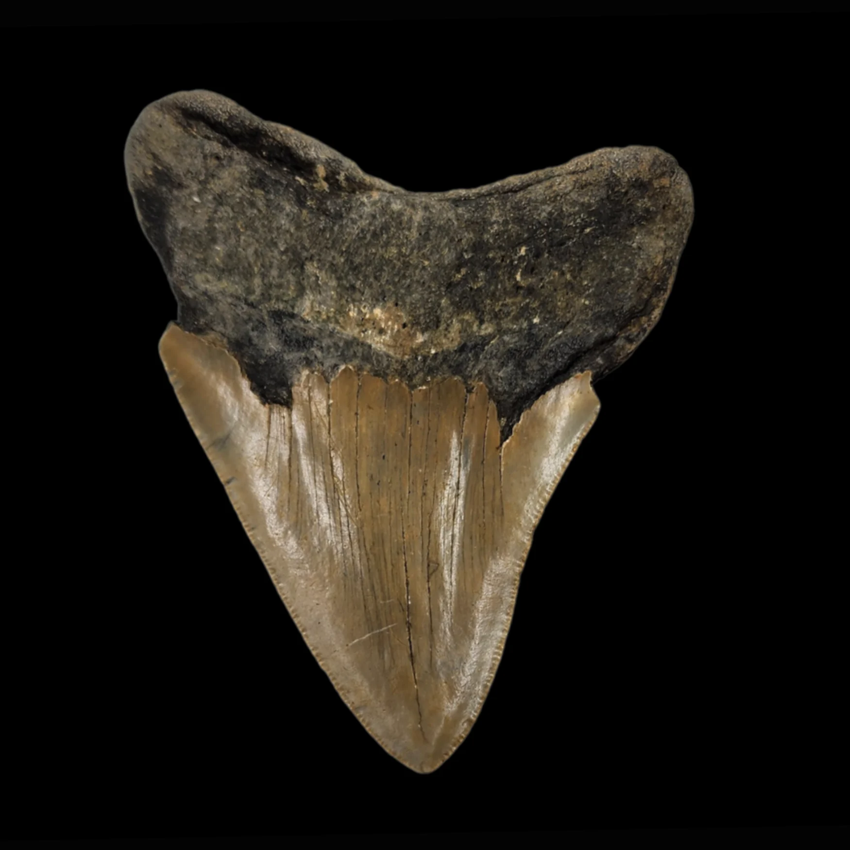 AC-002.2 Megalodon Tooth, 119gr, h 9.8cm, 13mln years old - preview photo 2123
