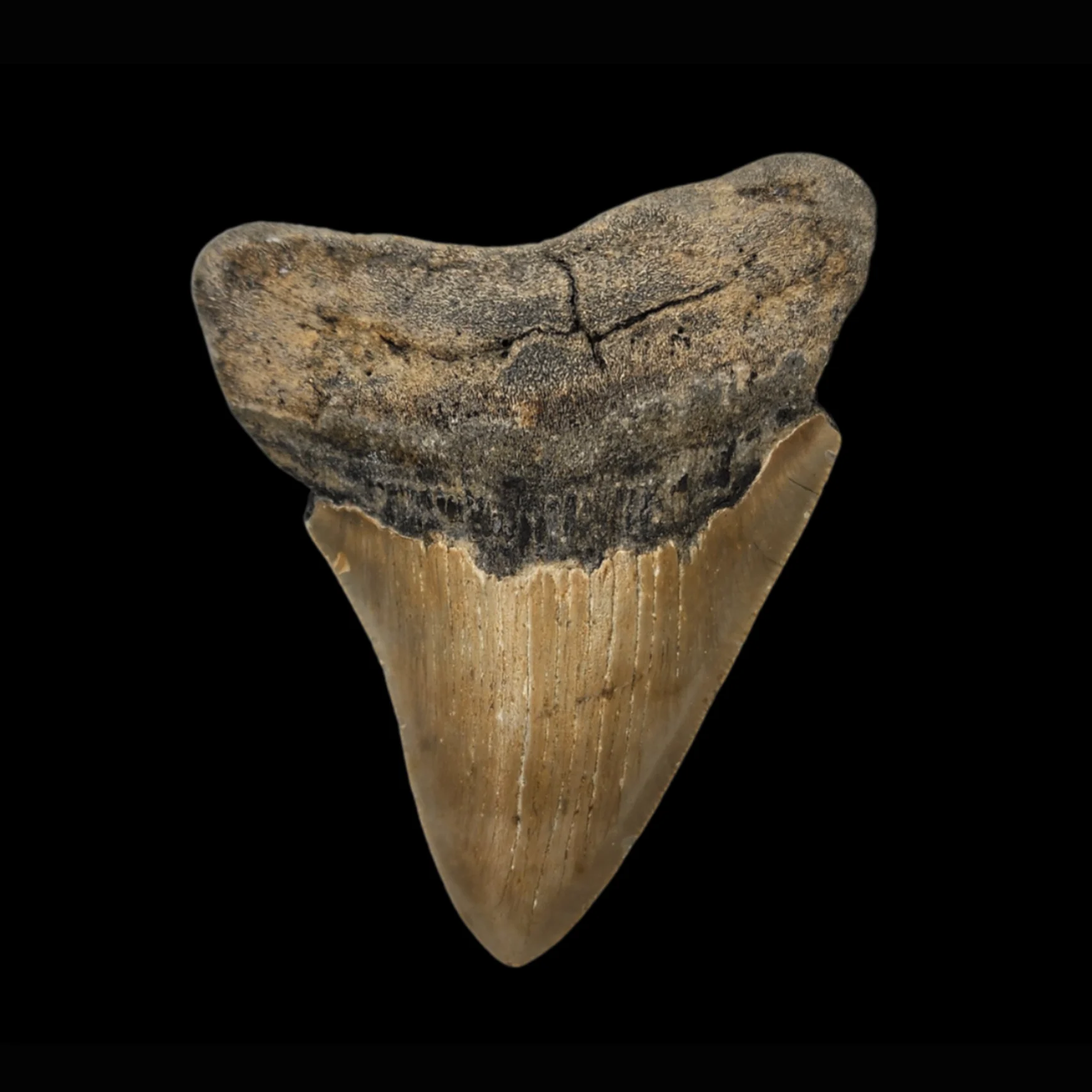 AC-002.3 Megalodon Tooth, 119gr, h 9.8cm, 13mln years old - preview photo 3123
