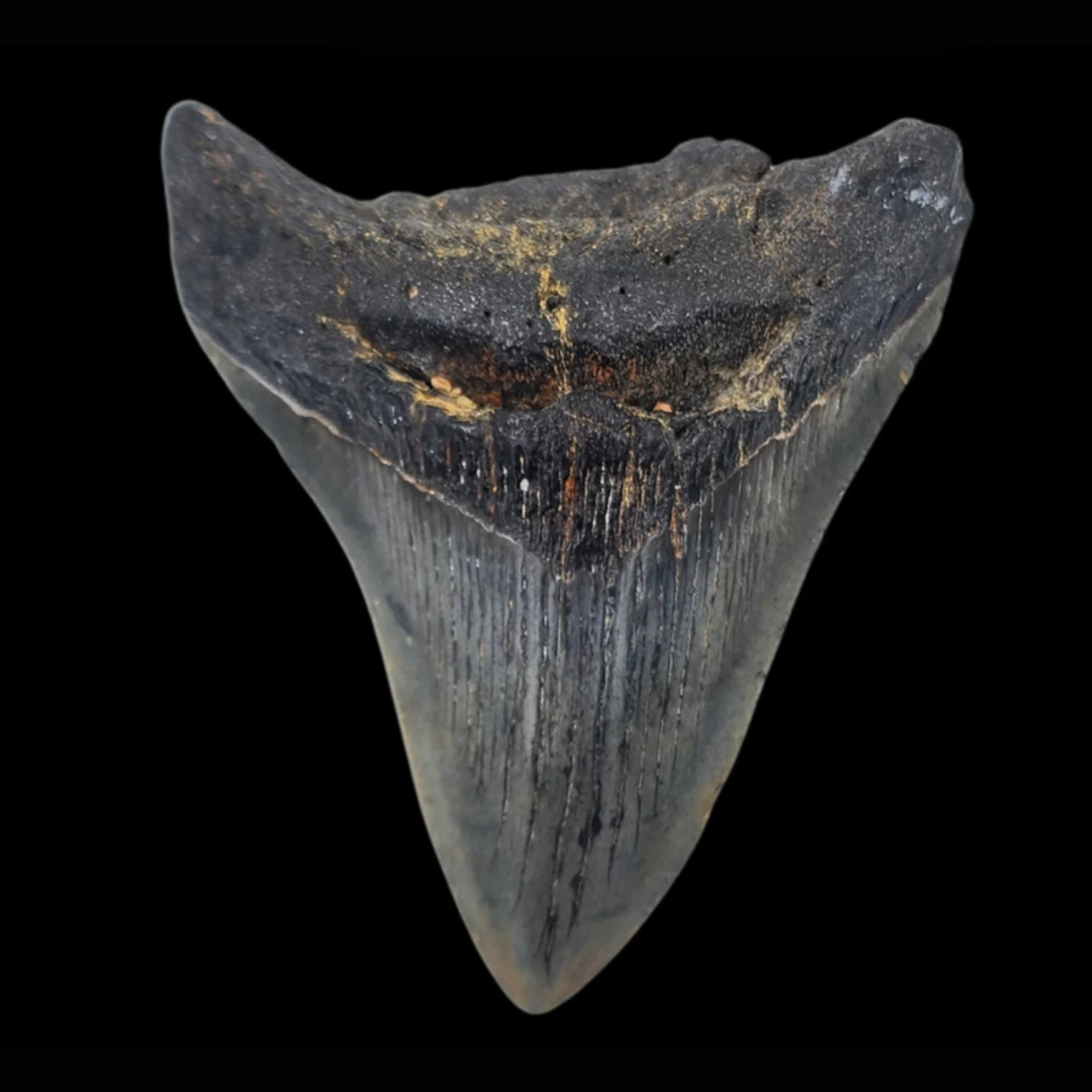 AC-003.3 Megalodon Tooth, 120gr, h 10.3cm, 13mln years old - preview photo 3123