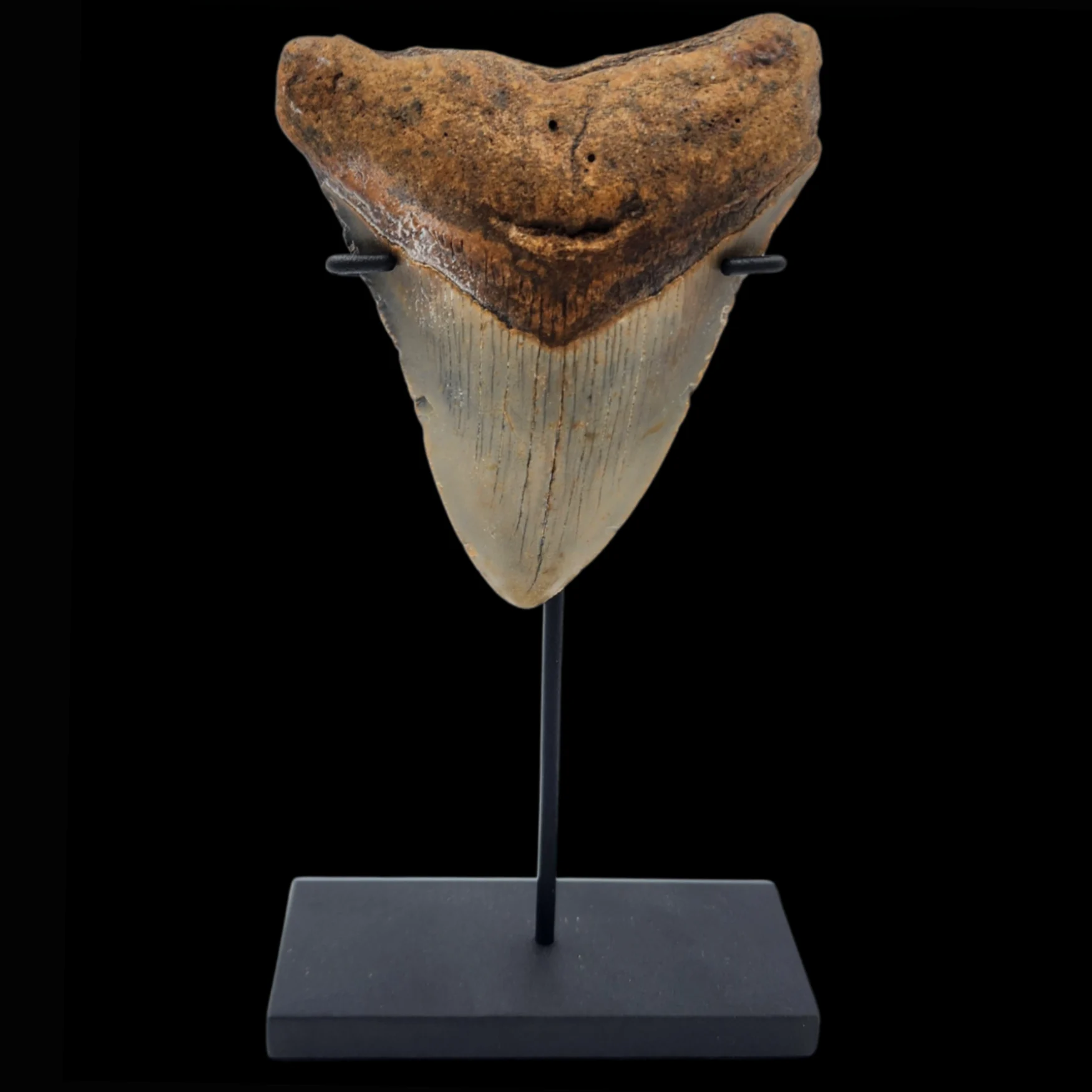 Megalodon Tooth, 107gr, h 9.8cm, 13mln years old - preview photo 2123