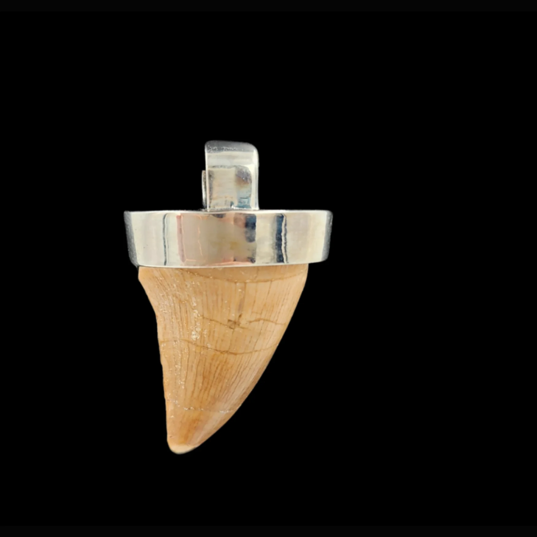 AT-1.3 Mosasaur Tooth – Relic of a Cretaceous Sea Predator - preview photo 3123