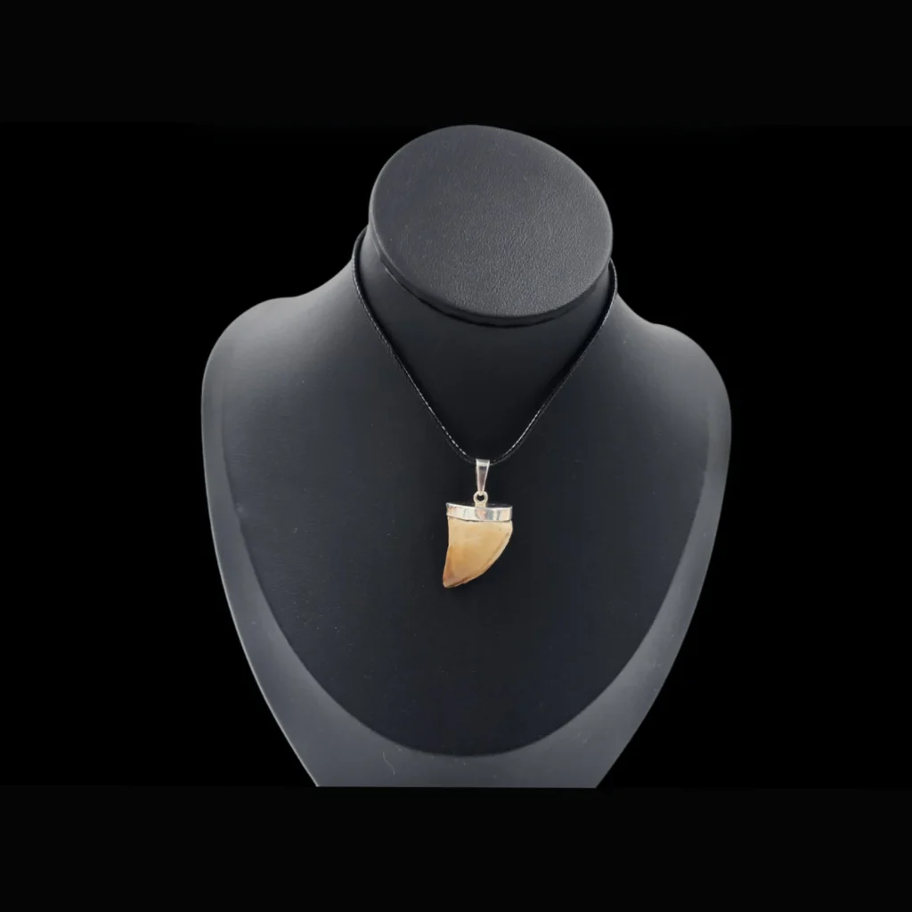 Mosasaur Tooth – Relic of a Cretaceous Sea Predator