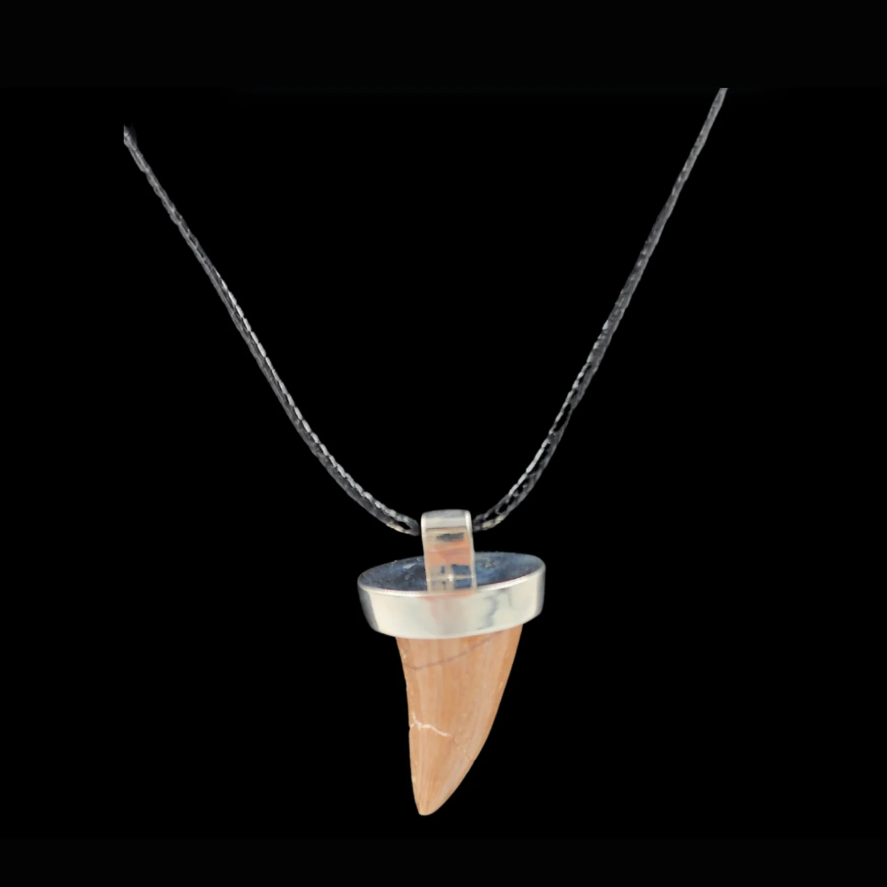 AT-2.2 Mosasaur Tooth – Relic of a Cretaceous Sea Predator - preview photo 2123