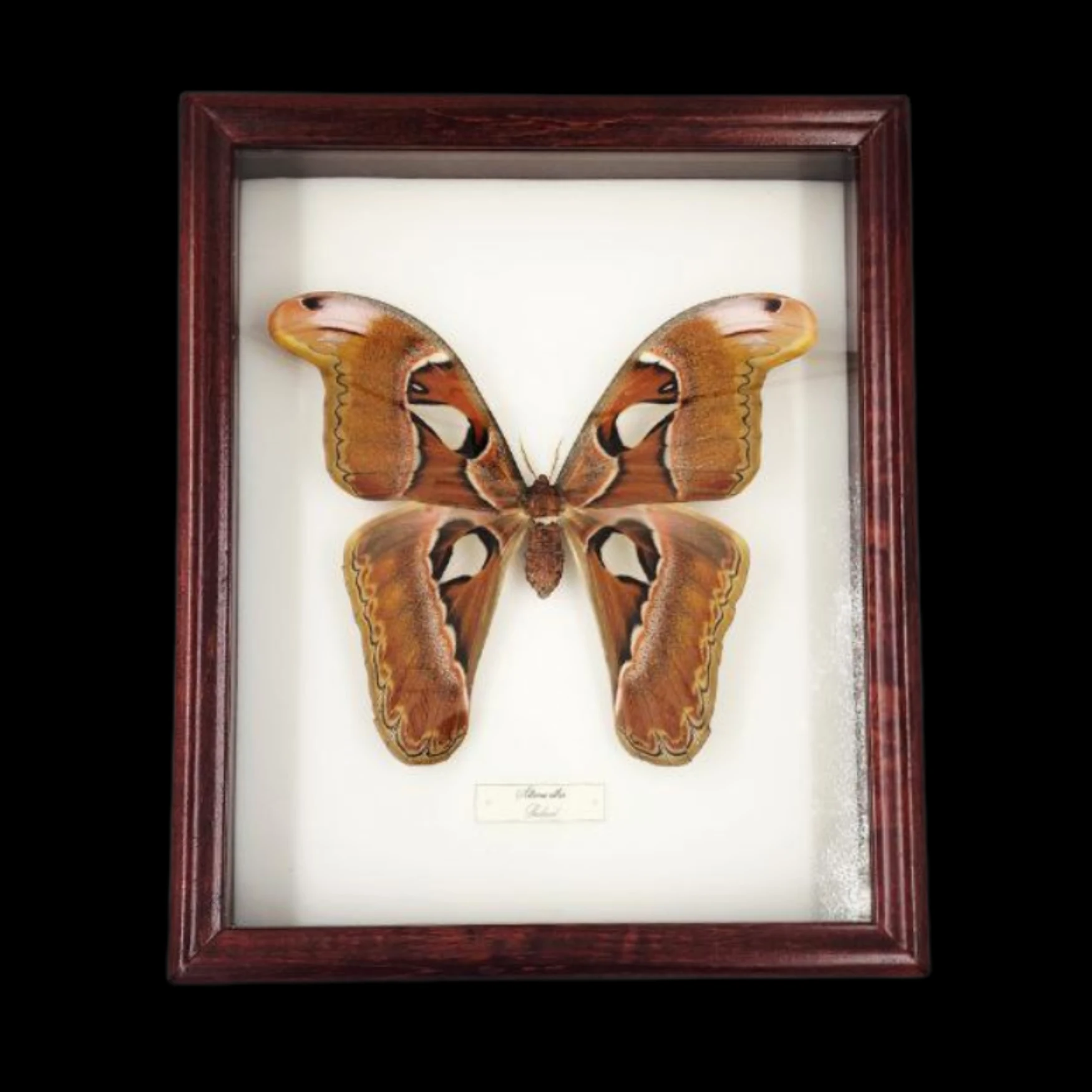 ATBF-1 Attacus atlas – The Giant Silk Moth of Thailand - preview photo 1123