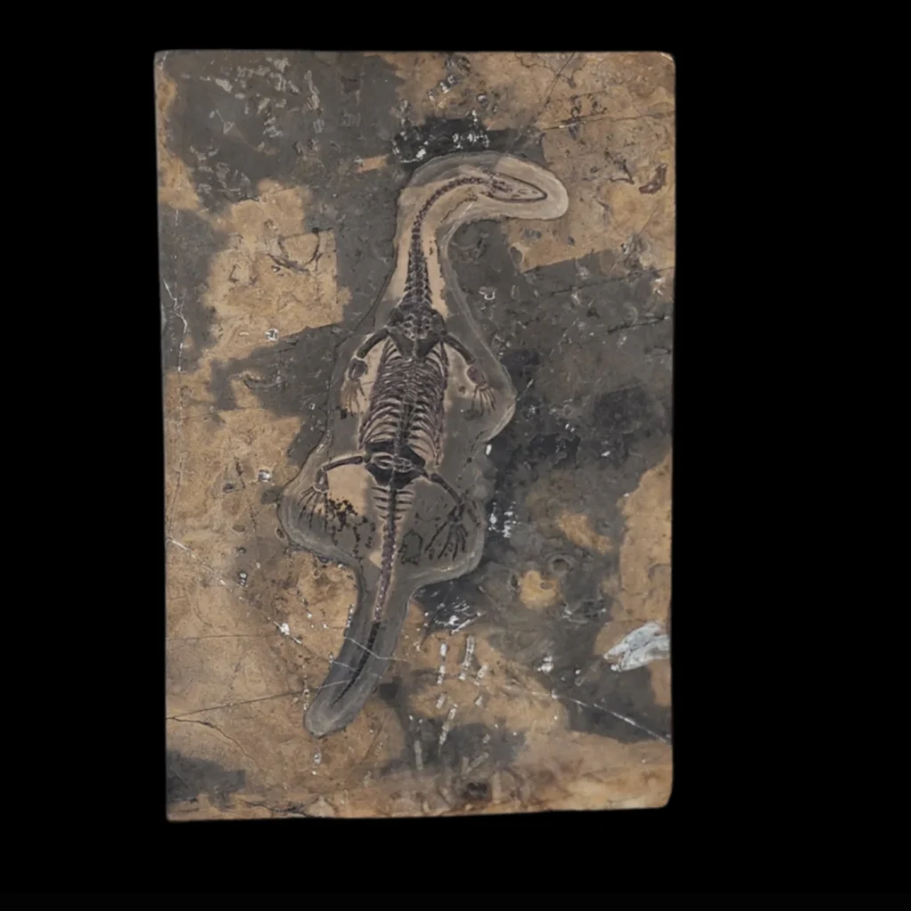 Keichousaurus Fossil in Limestone Matrix – A Triassic Marine Reptile from China