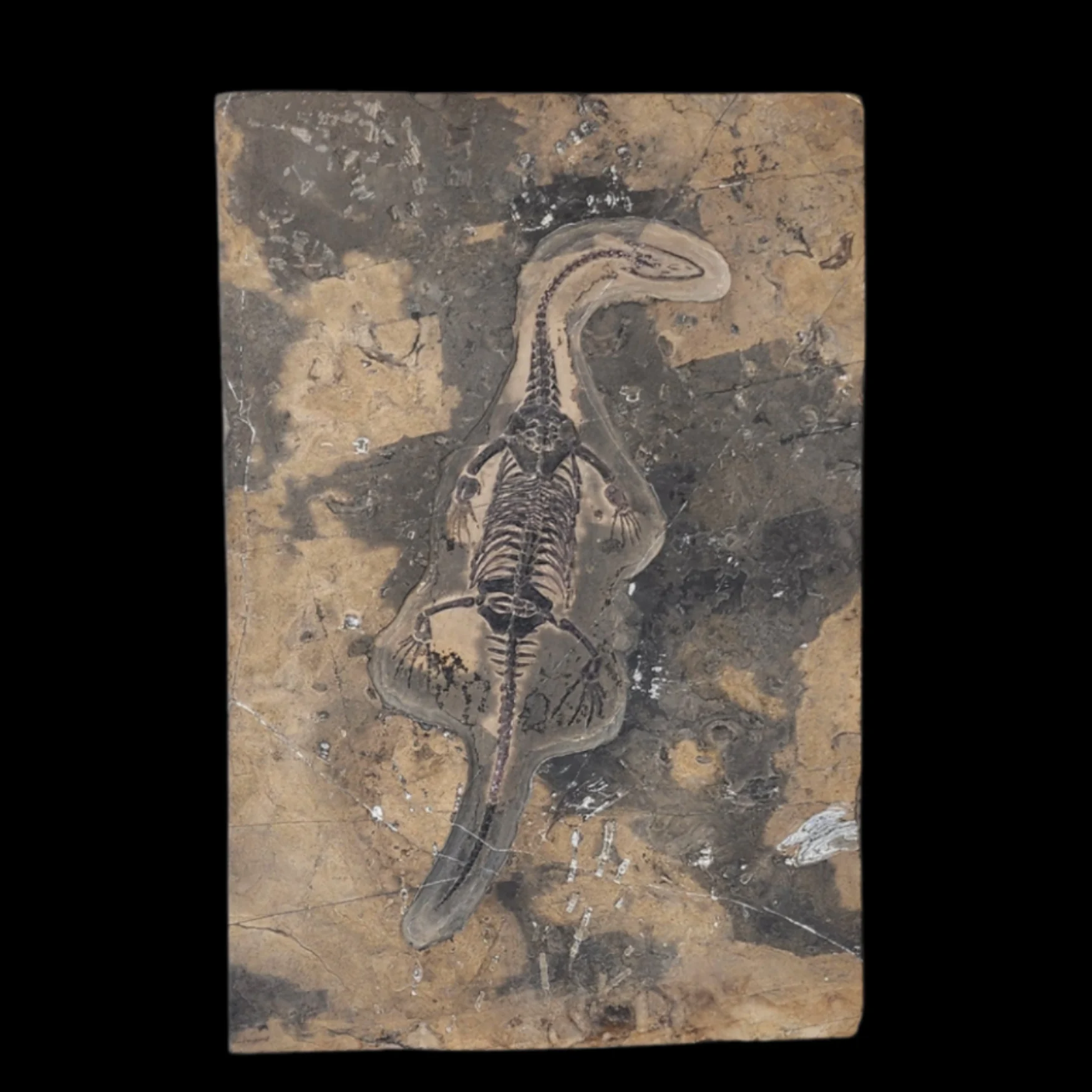 DB-01 Keichousaurus Fossil in Limestone Matrix – A Triassic Marine Reptile from China - preview photo 2123
