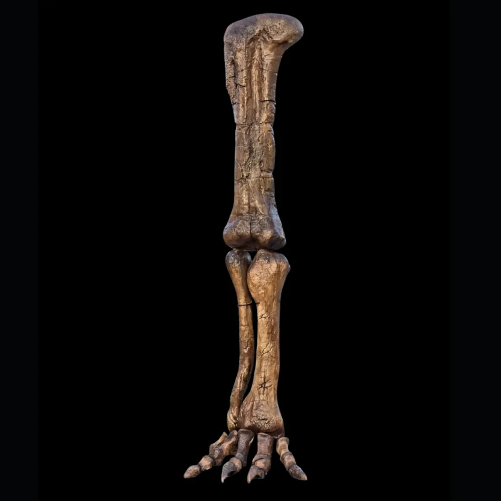 Cast of Camarasaurus Leg, 3D printed