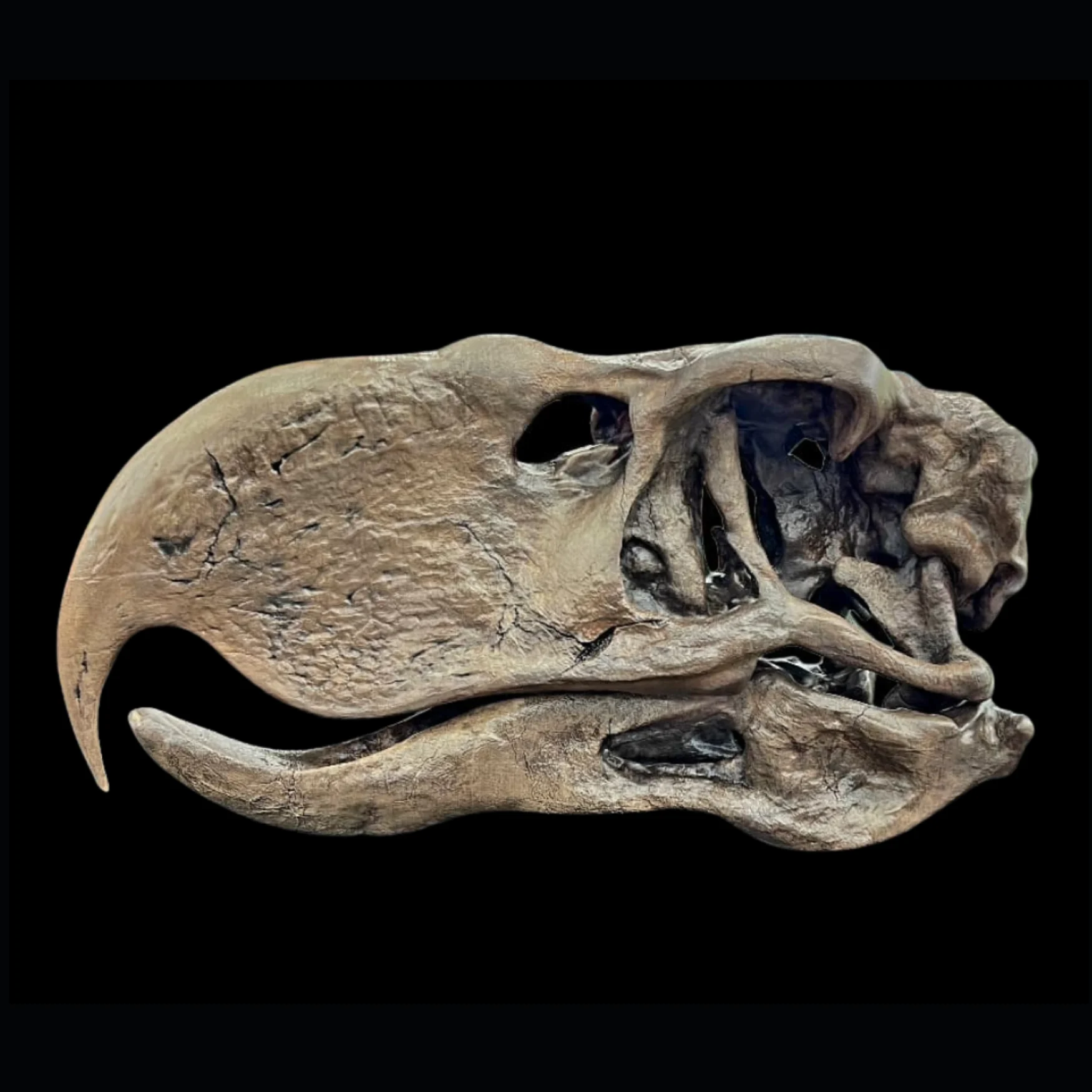 Cast of Kelenken Skull, 3D Printed - preview photo 1123