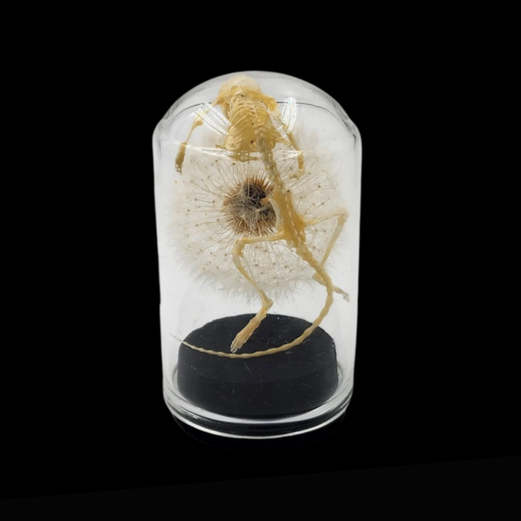 FS-1.3 (1) Skeletal Mouse on Dandelion - preview photo 1123