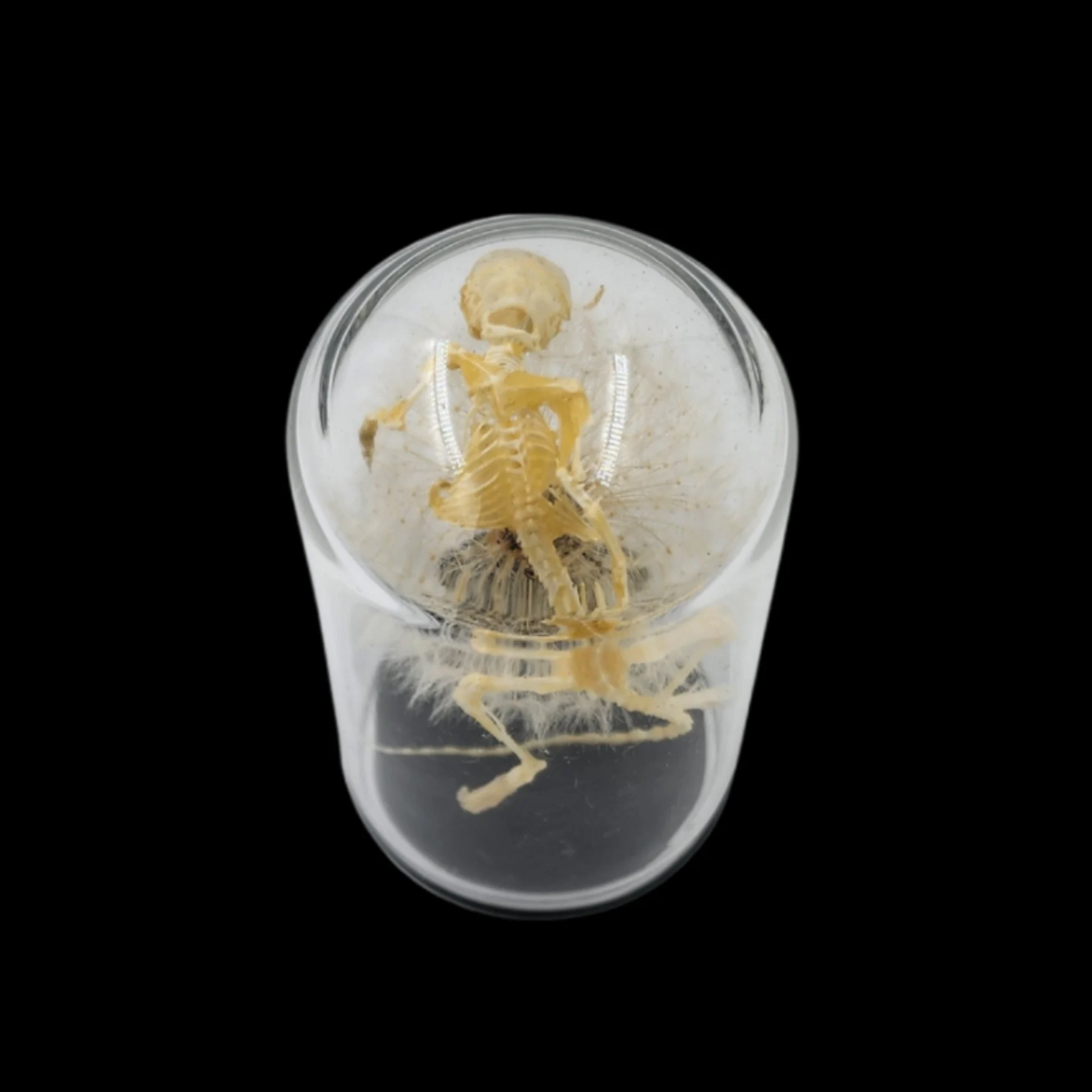 FS-1 Skeletal Mouse on Dandelion - preview photo 2123