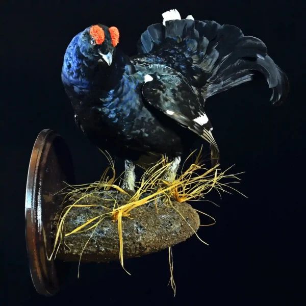 Full-Mount Black Grouse – Elegance of the Northern Forests - preview photo 1123