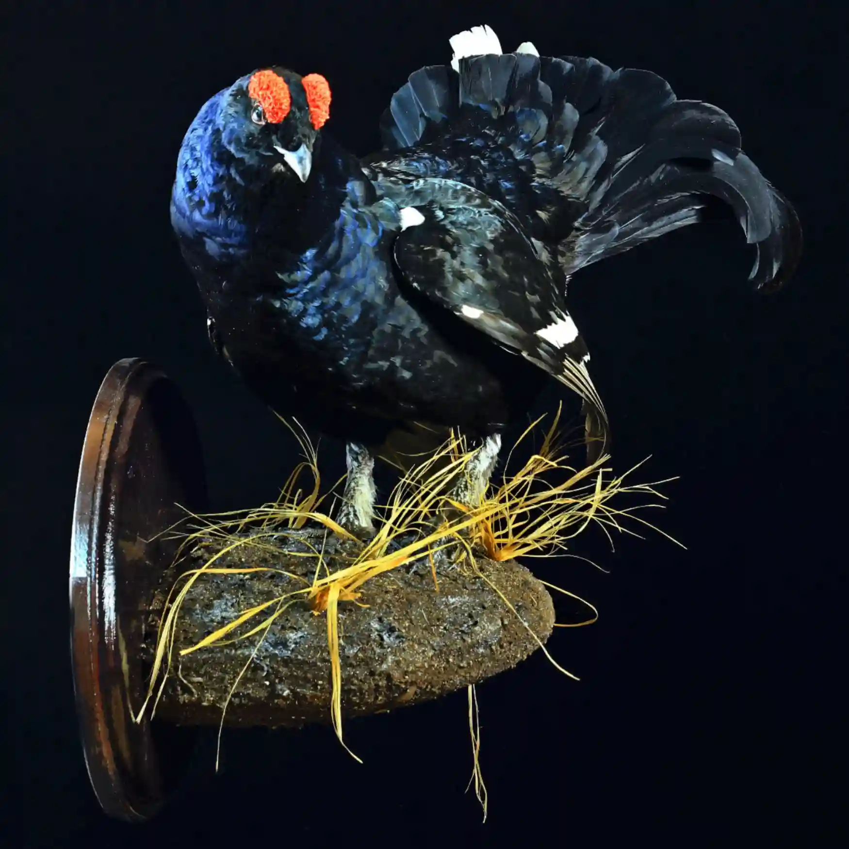 Black Grouse Full-Mount Black Grouse – Elegance of the Northern Forests - preview photo 1123