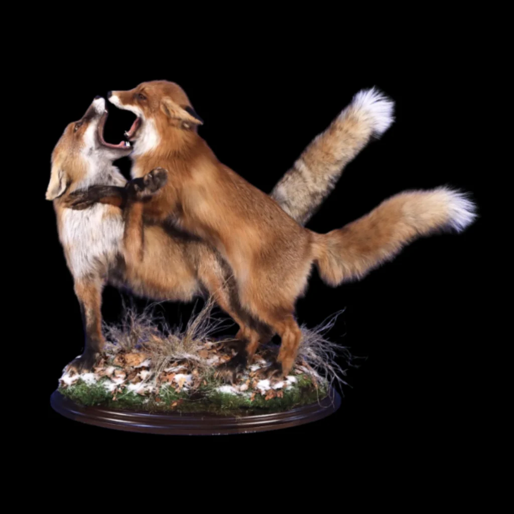 Dramatic Full-Mount Red Foxes – A Dynamic Encounter in Nature