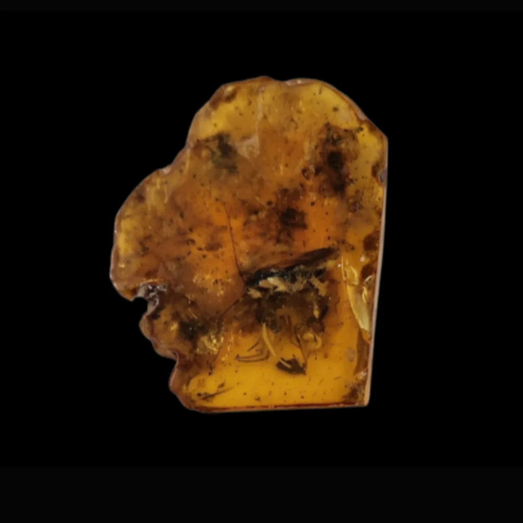 Amber with Ancient Mosquito Inclusion — Baltic Region, Mid-Eocene