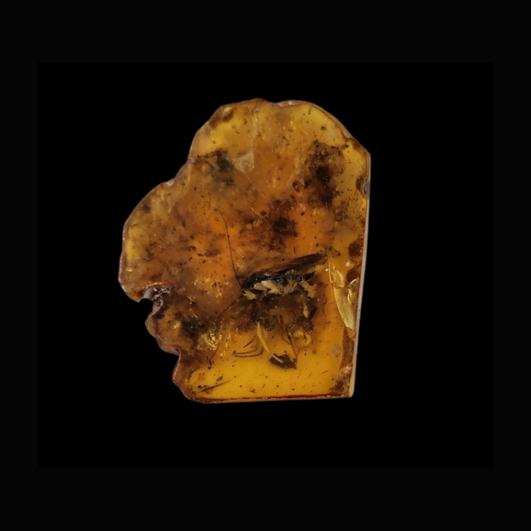 MF-1.3 Amber with Ancient Mosquito Inclusion — Baltic Region, Mid-Eocene - preview photo 1123