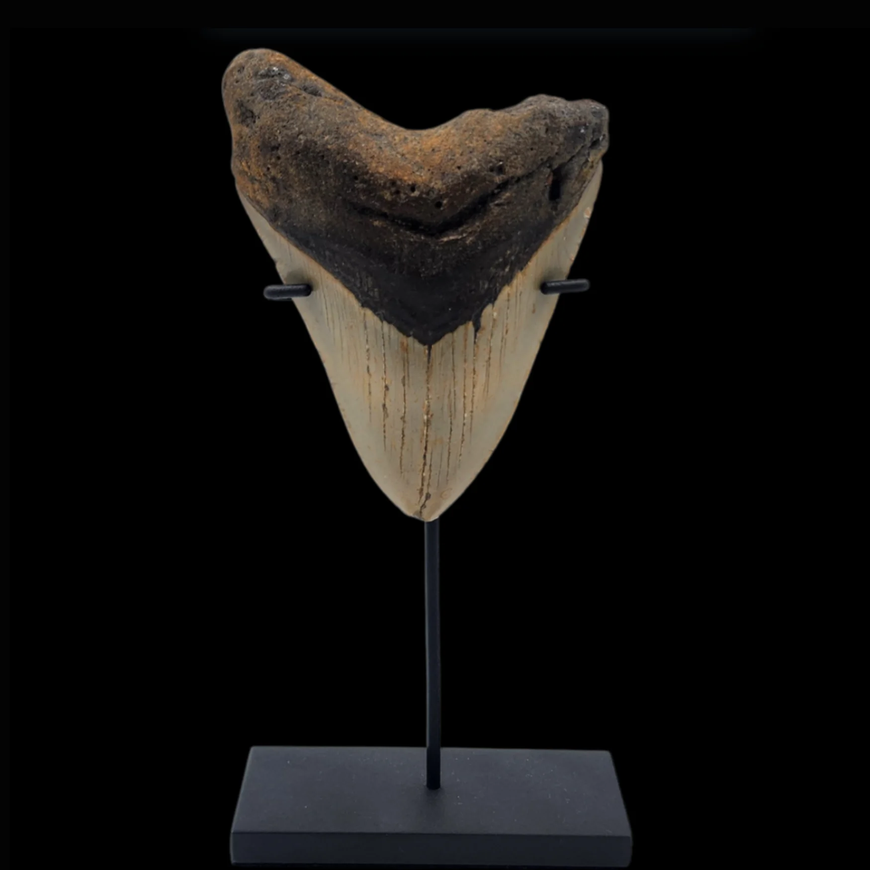 MT-20.3 Megalodon Tooth, 125gr, h 10.5cm, circa 13 mln years old - preview photo 3123