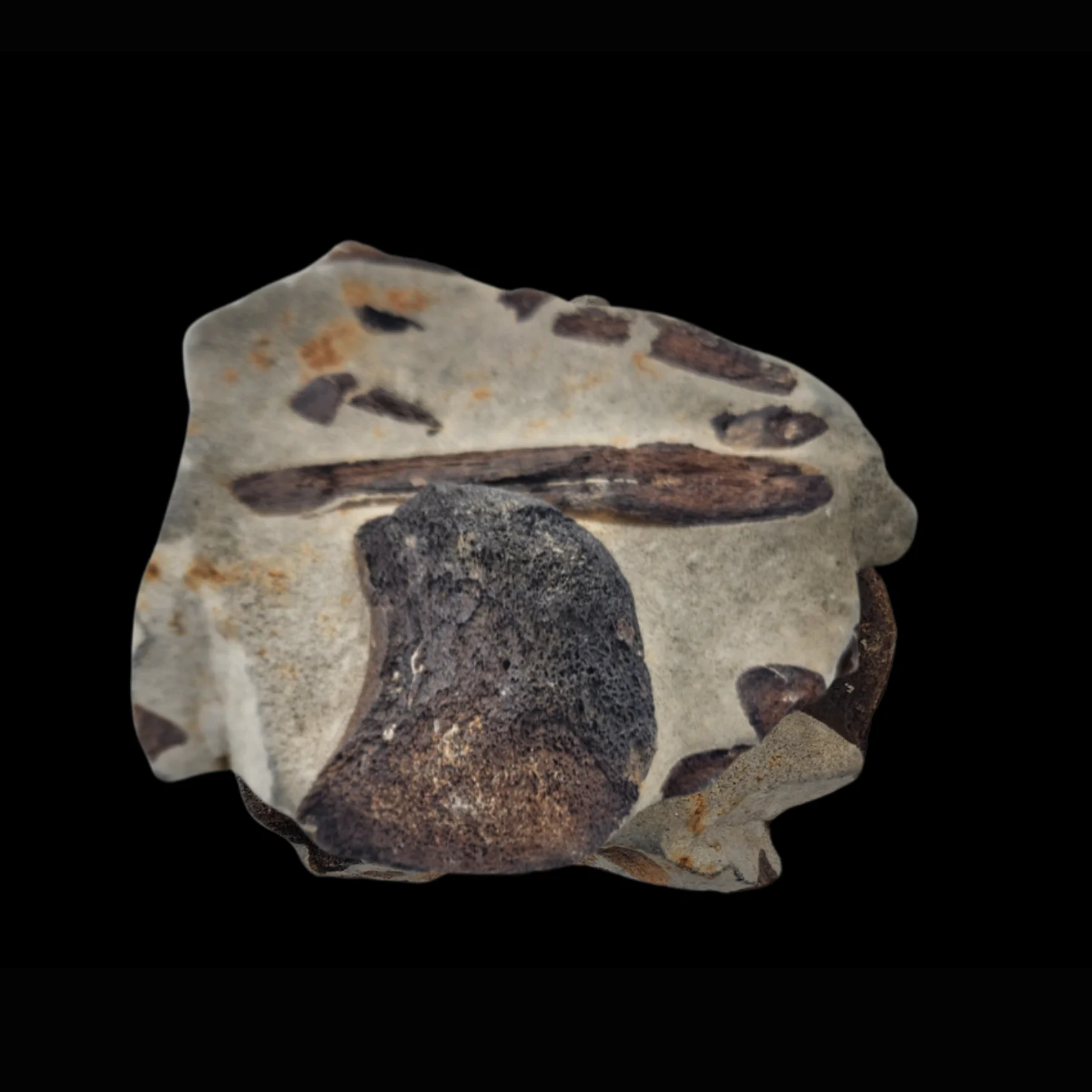 Fossilized Ichthyosaur Bone – Relic of the Marine Reptile from the Jurassic Seas - preview photo 3123