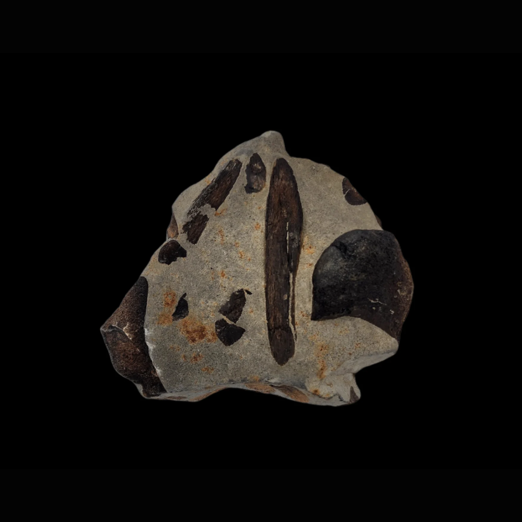 Fossilized Ichthyosaur Bone – Relic of the Marine Reptile from the Jurassic Seas - preview photo 2123