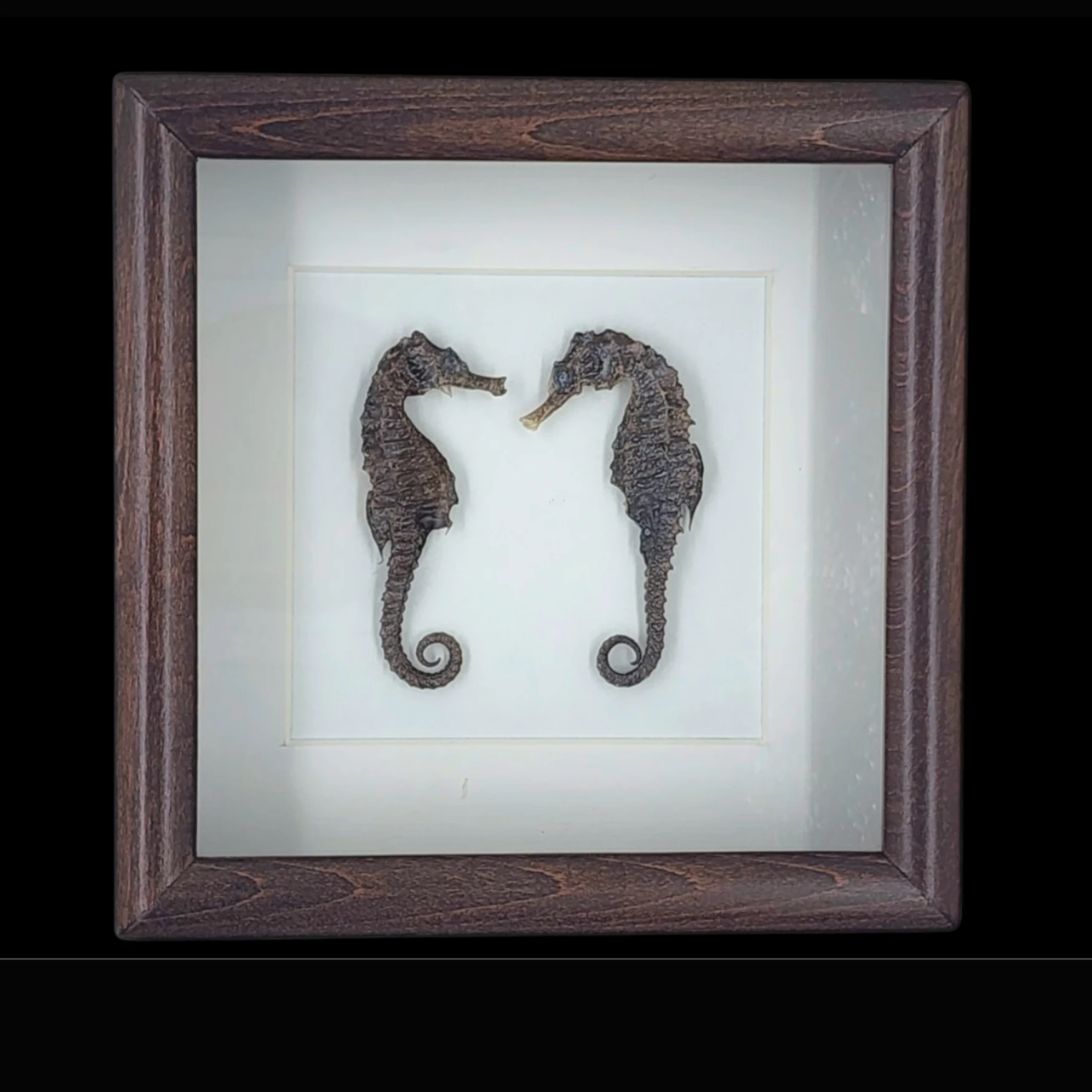 SH-1 (1) Mediterranean Seahorse – Elegance of the Sea, Preserved in a Frame - preview photo 1123