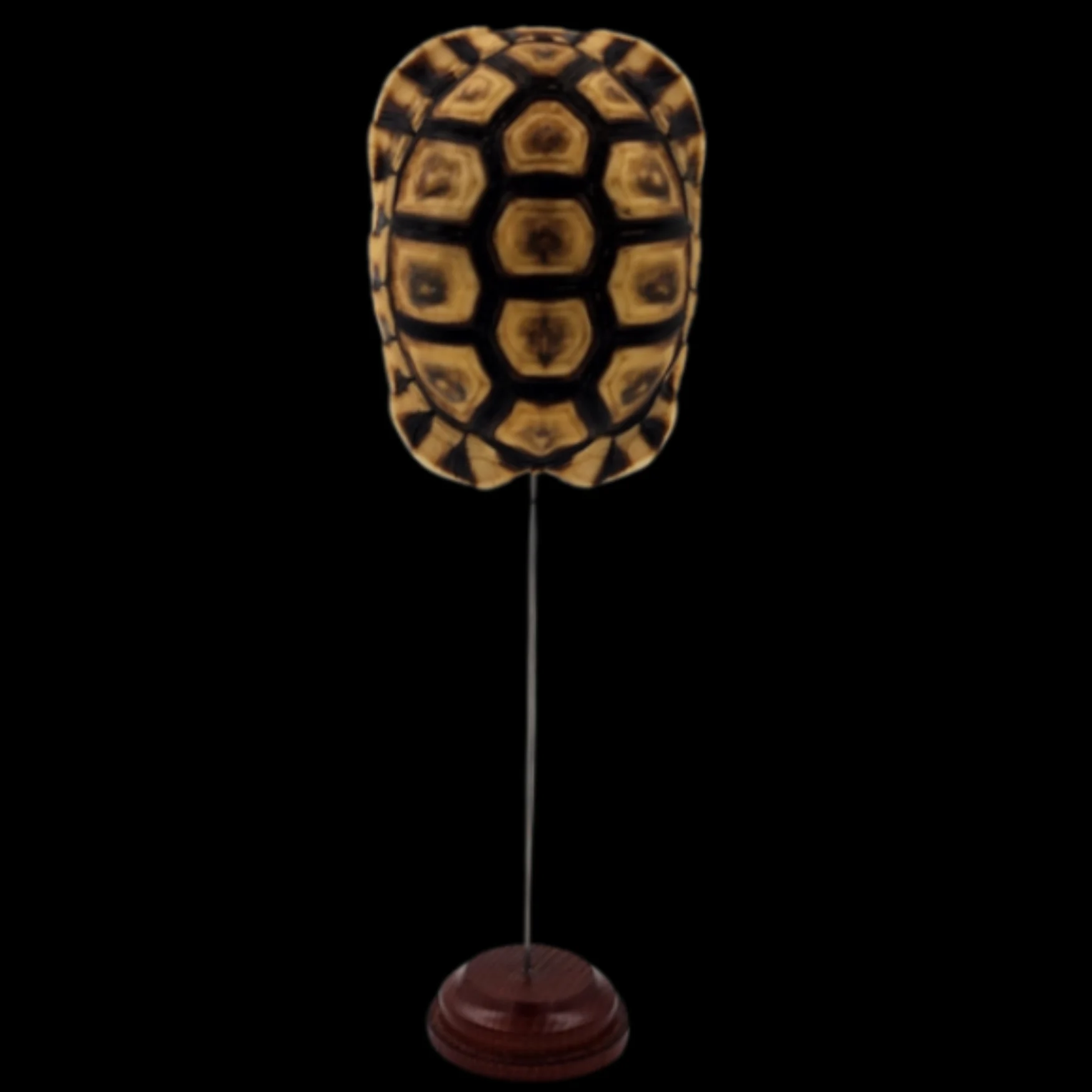 T-1 (1) Chersina Angulata – Shell of Angulate Tortoise of Southern Africa - preview photo 1123