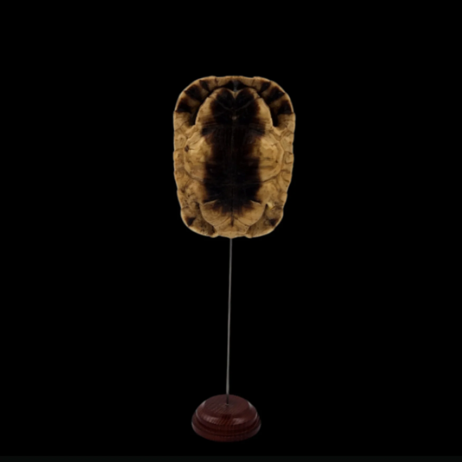 T-1.2 Chersina Angulata – Shell of Angulate Tortoise of Southern Africa - preview photo 2123