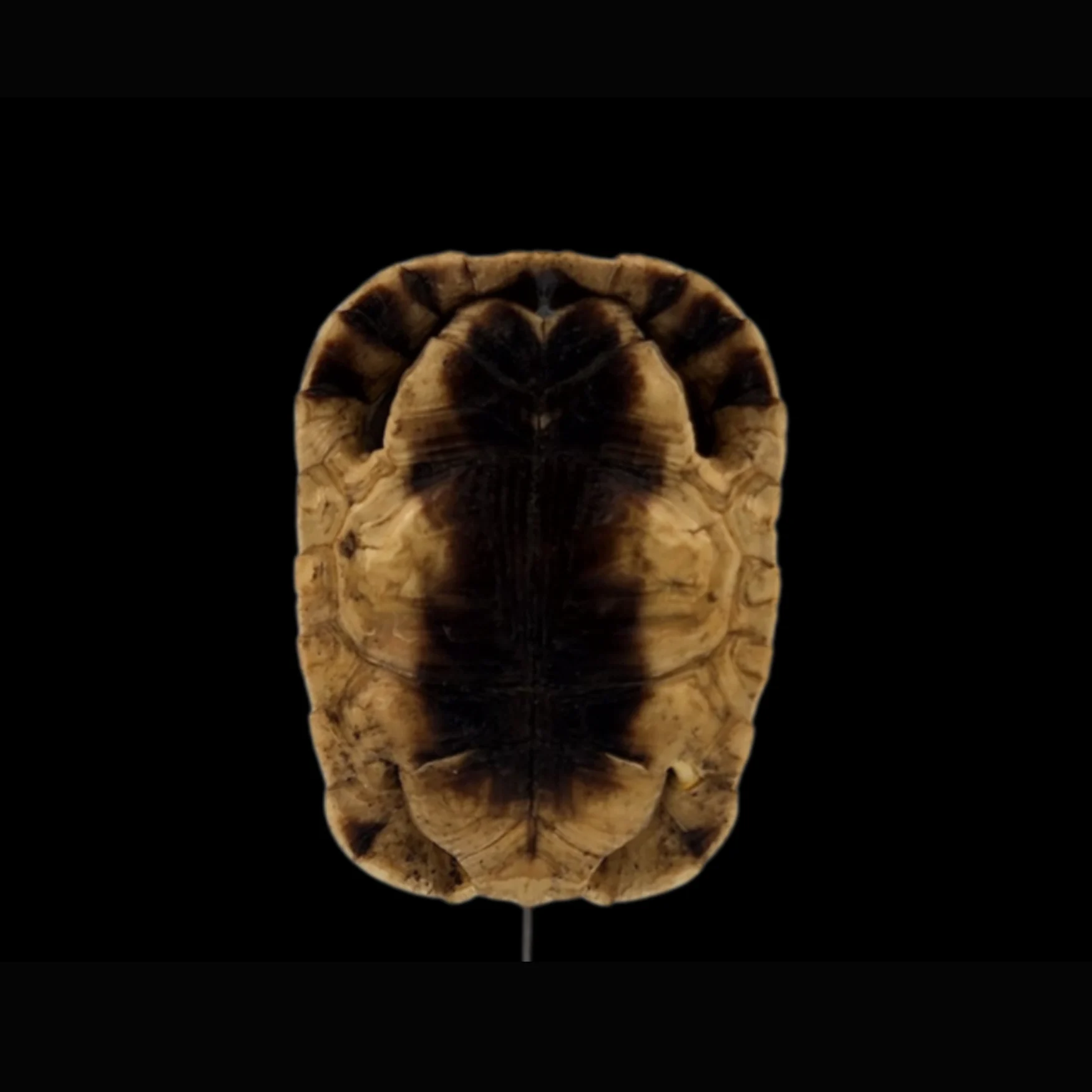 TF-2 Chersina Angulata – Shell of Angulate Tortoise of Southern Africa - preview photo 4123