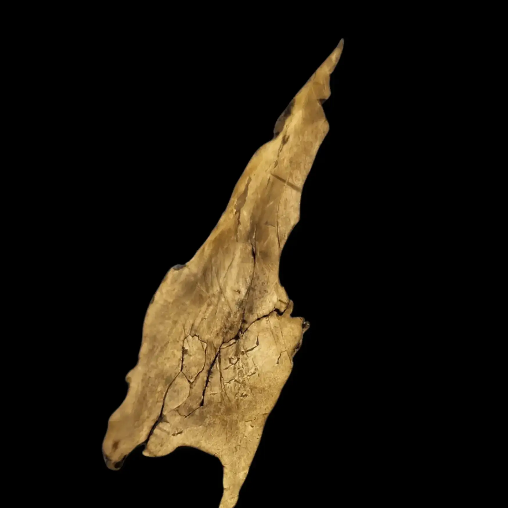 24.71 gr Sikhote-Alin Meteorite Slice with Chemical Etching and 24K Gold - preview photo 1123