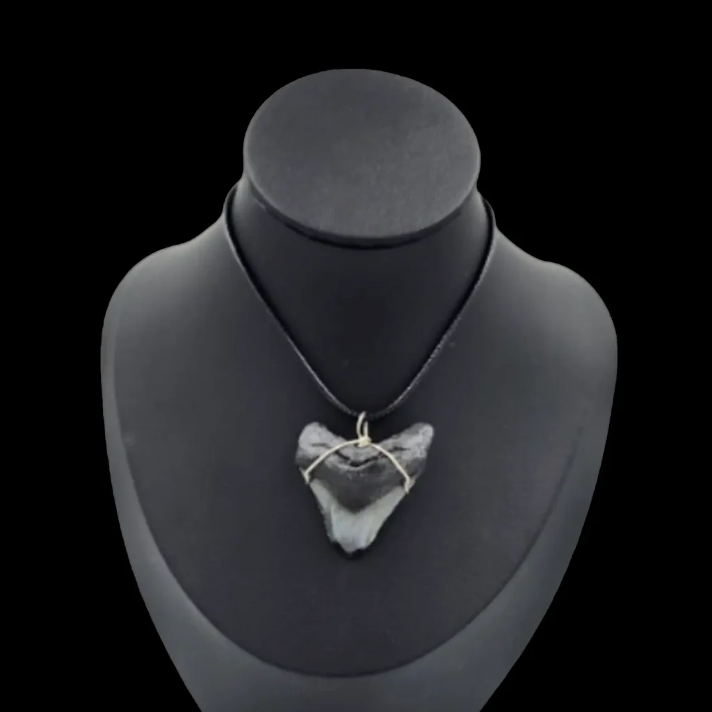 Megalodon Tooth- Pendant,  14gr
