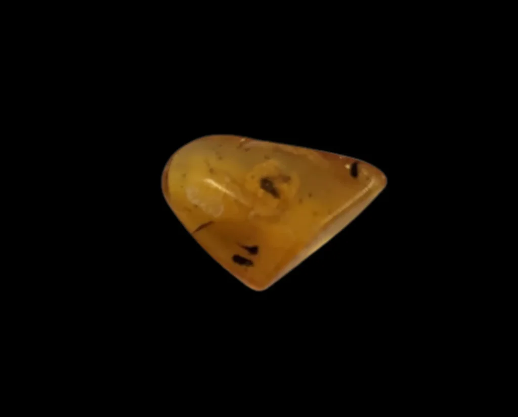 Amber with Prehistoric Mosquito