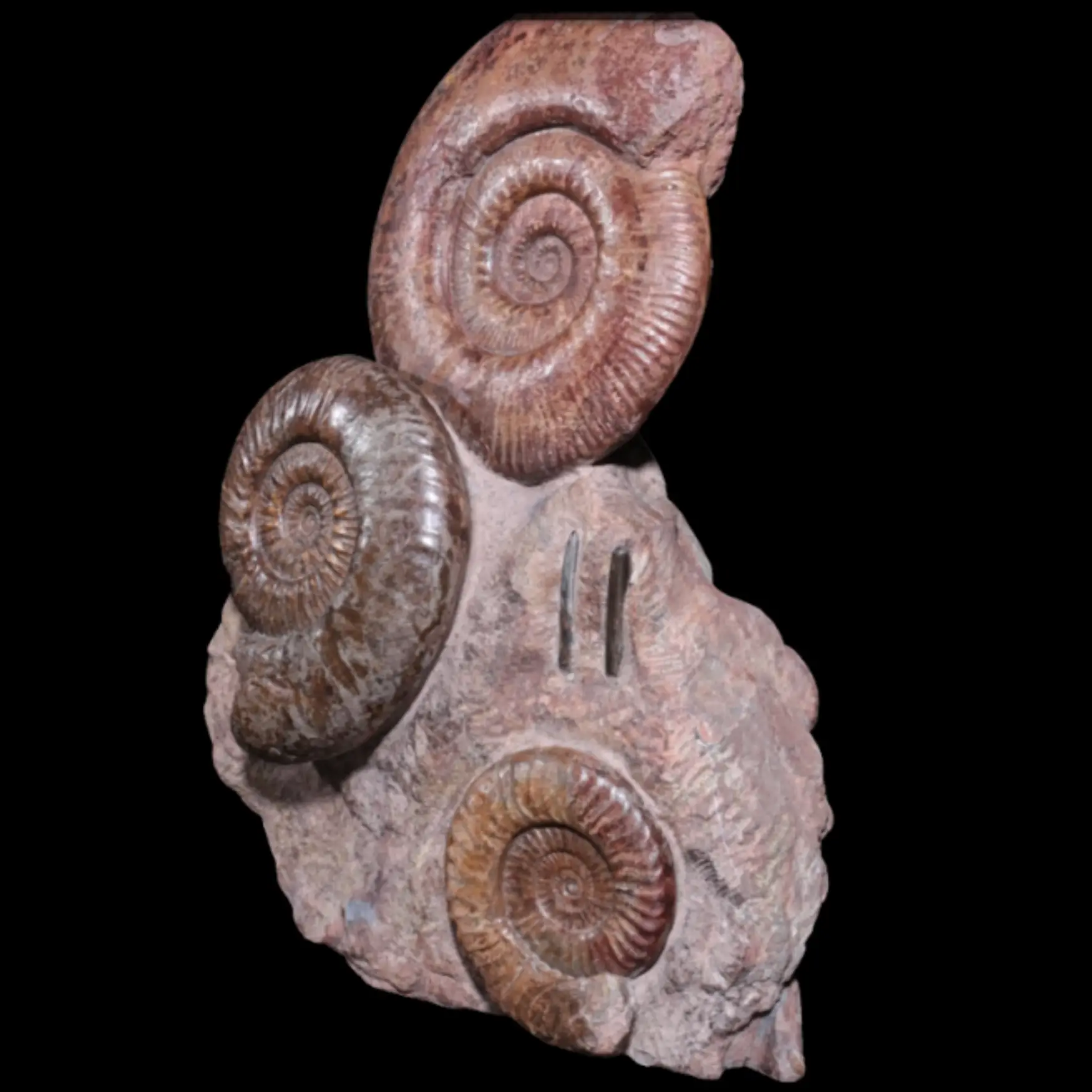Ammonite Cluster – Natural Sculpture from an Ancient Sea - preview photo 2123