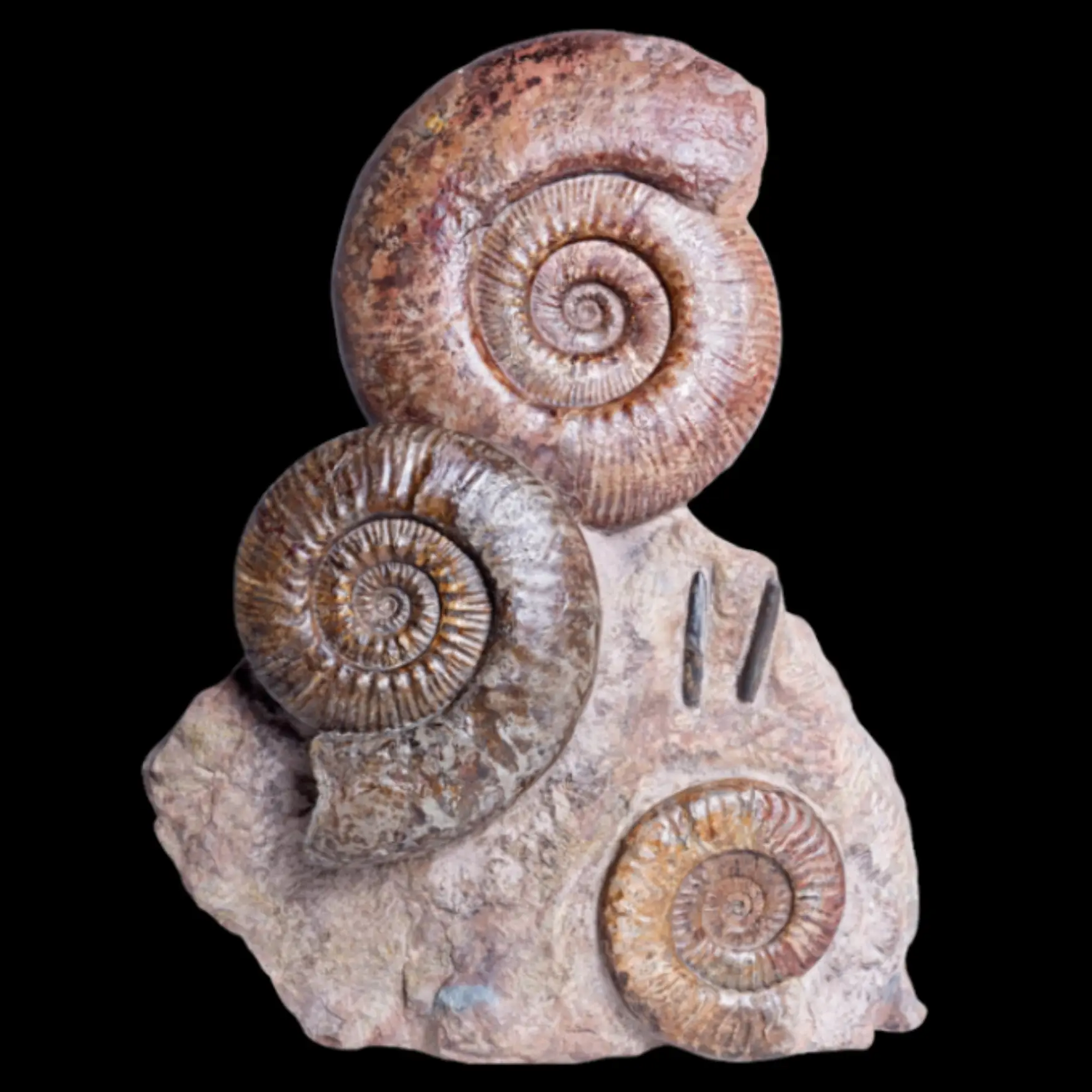 Ammonite Cluster – Natural Sculpture from an Ancient Sea - preview photo 1123