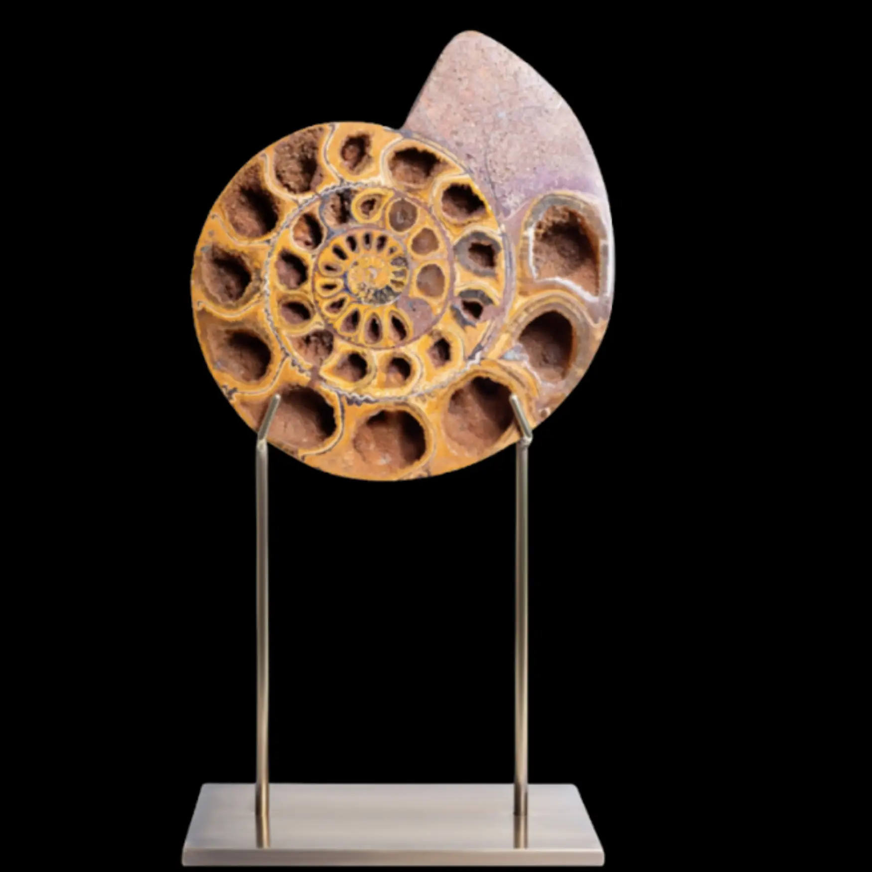 Ammonite – A Window Into Prehistoric Oceans - preview photo 1123