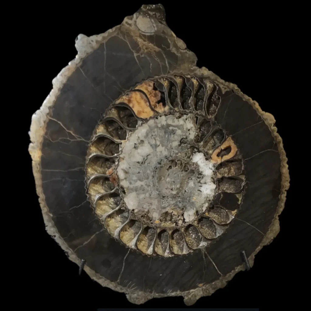 Ammonite Speetoniceras versicolor – A Multicolored Masterpiece of the Early Jurassic Sea